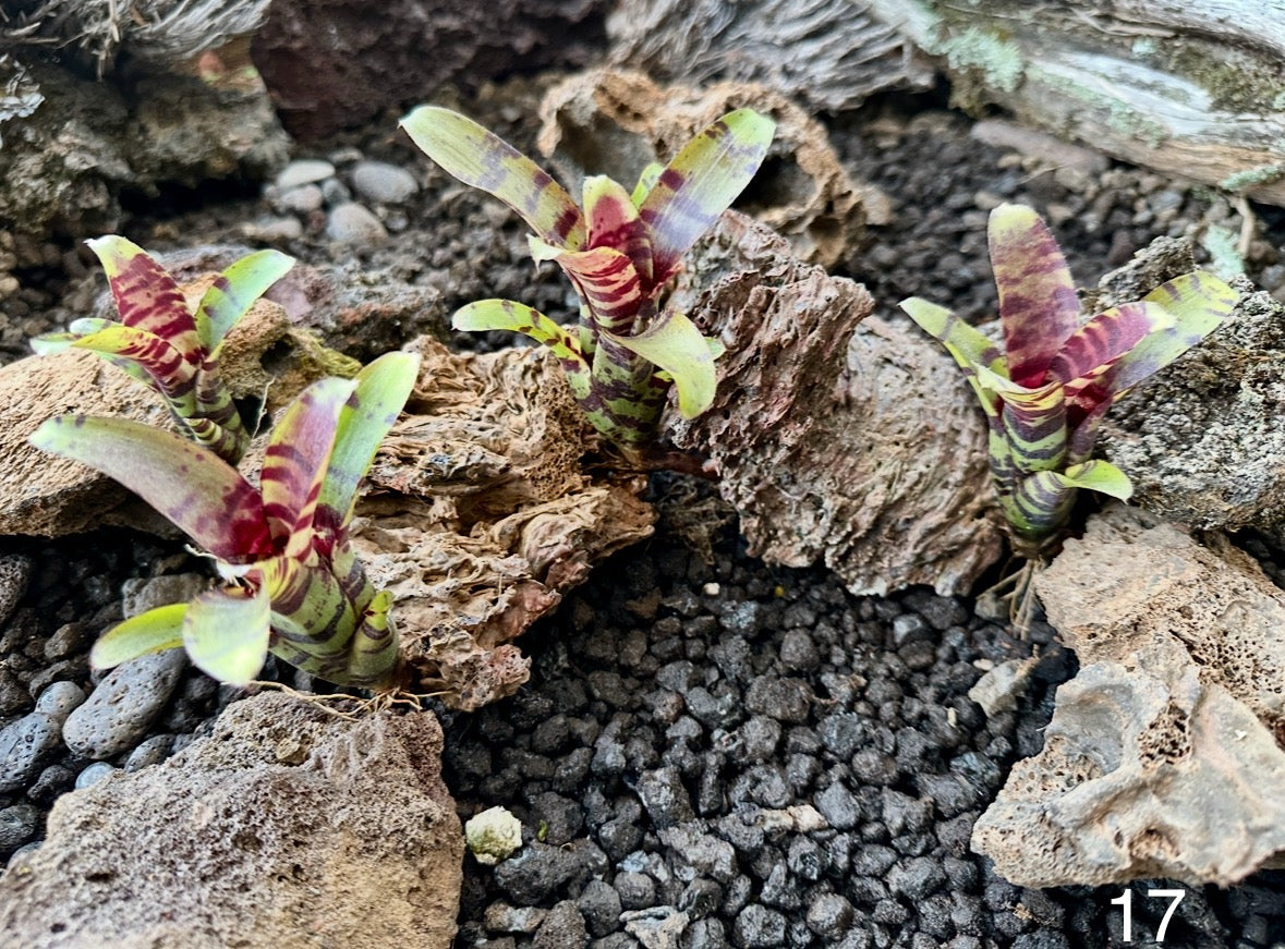 Assorted Neoregelia Minis