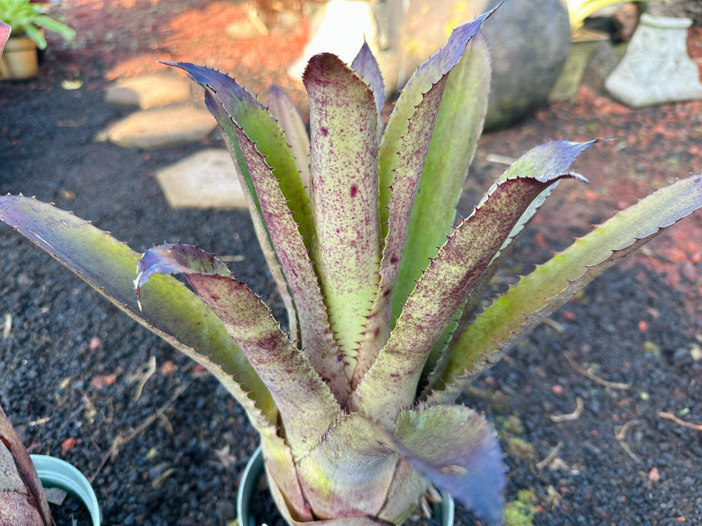 Hohenbergia ‘Goblet’