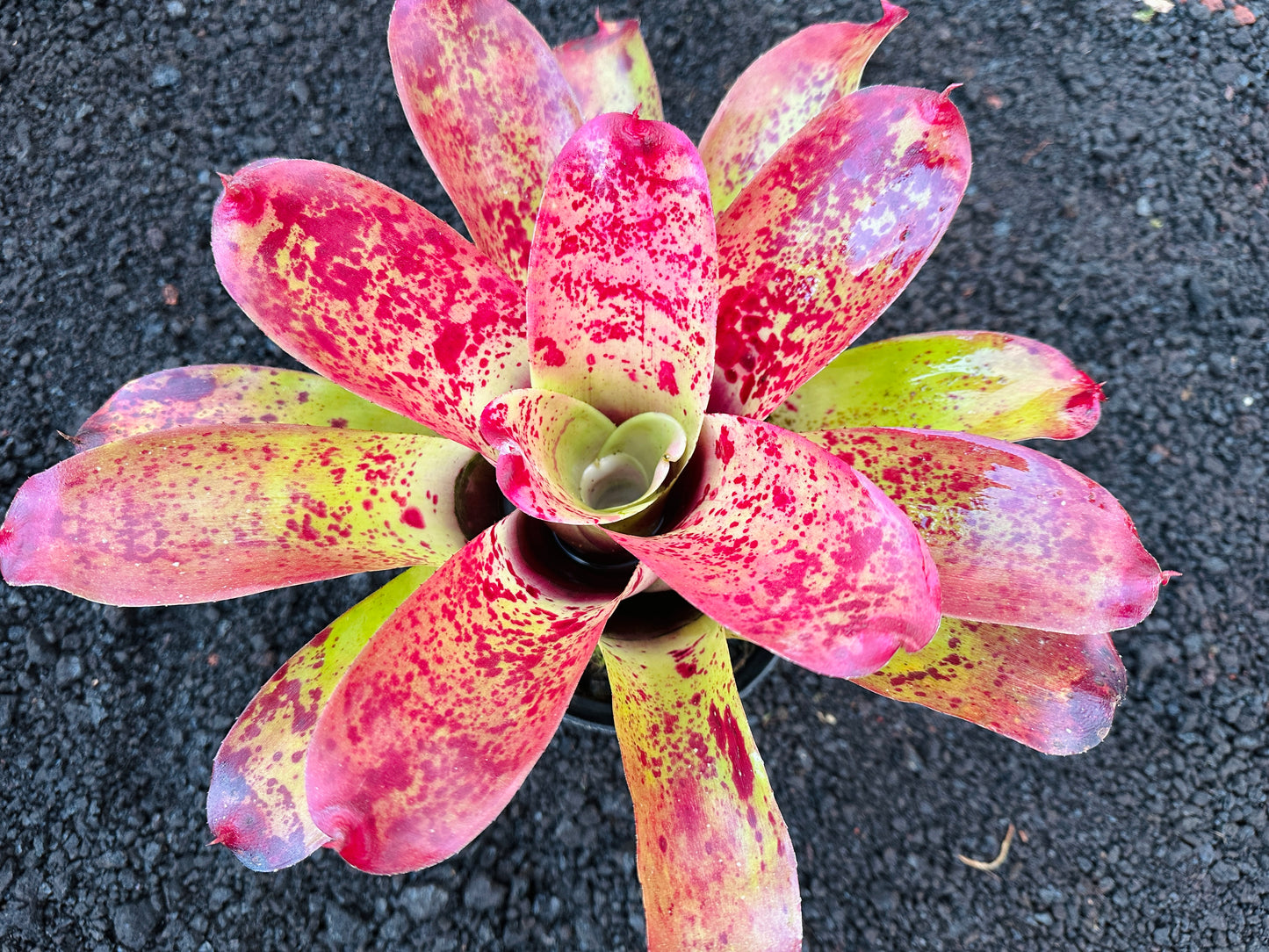 Neoregelia ‘Queen’s Jubilee’