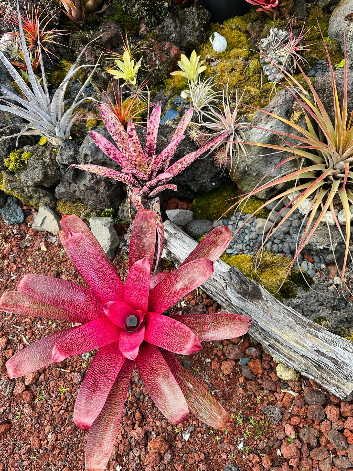 Vriesea ‘Red Samurai’ F2