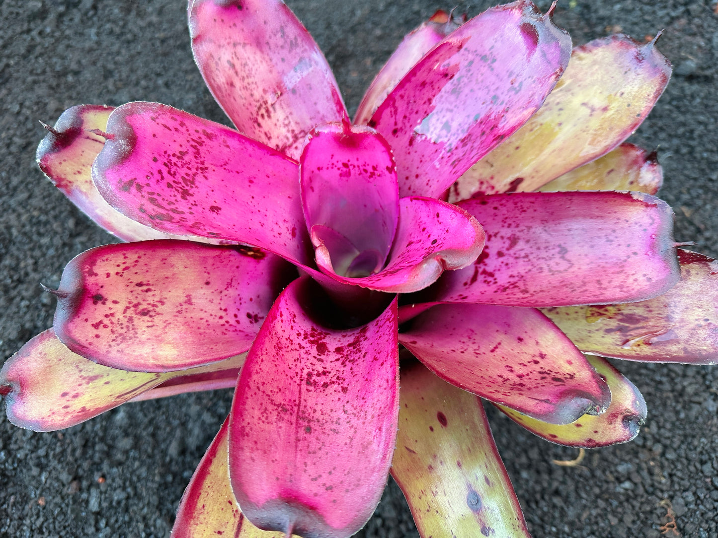 Neoregelia ‘Hilo Rainforest’