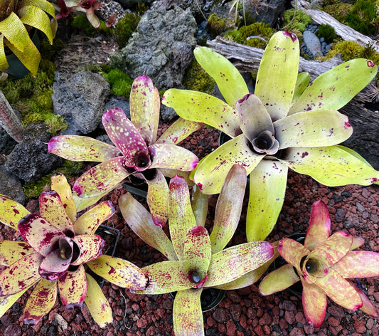 Assorted Neoregelia