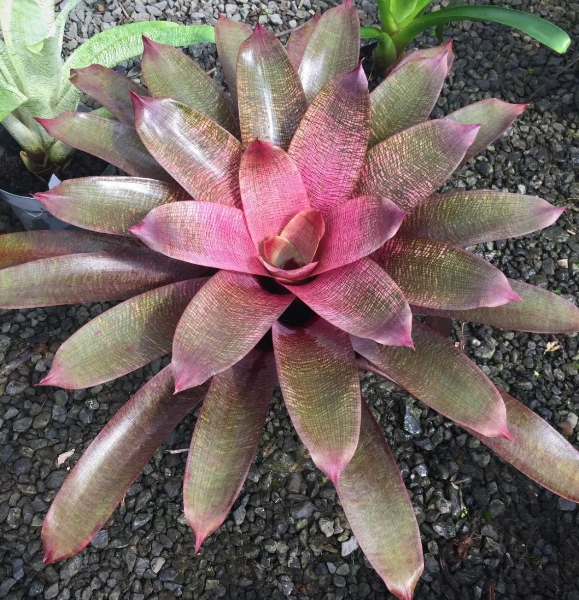 Vriesea ‘Sherlette Shiigi’