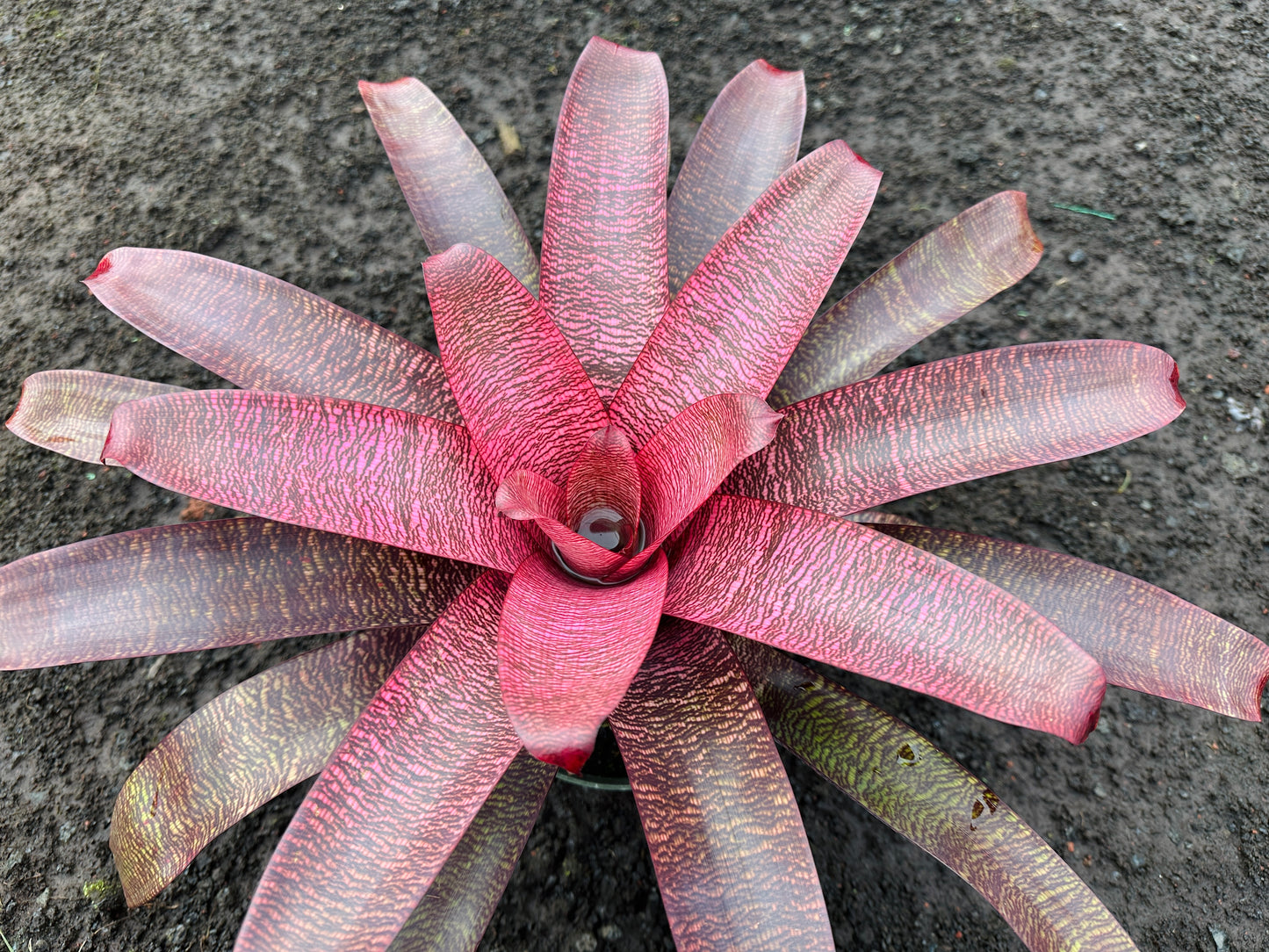 Vriesea ‘Kilauea’ x ‘White Lighting’