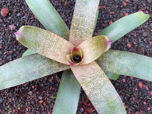 Vriesea ‘Jane Higa Testa’ x (‘Kaumana’ x ‘Sakurai’)