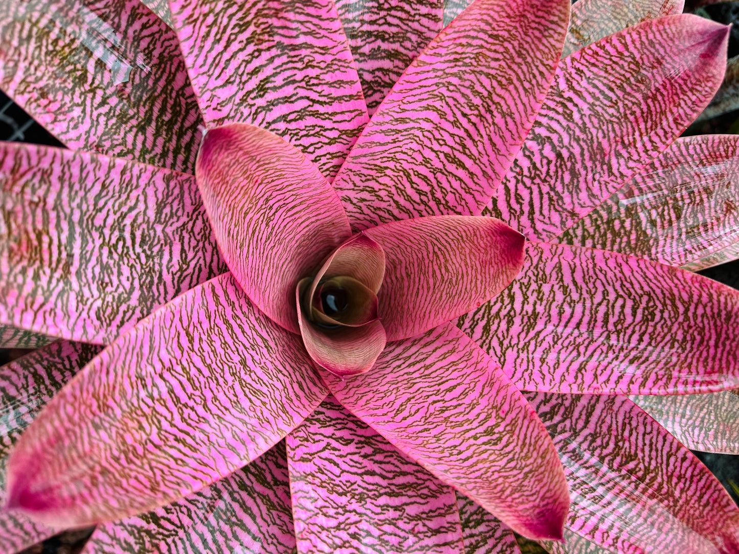 Vriesea ‘Leina’ala’ x ‘Hilo Rainbow’