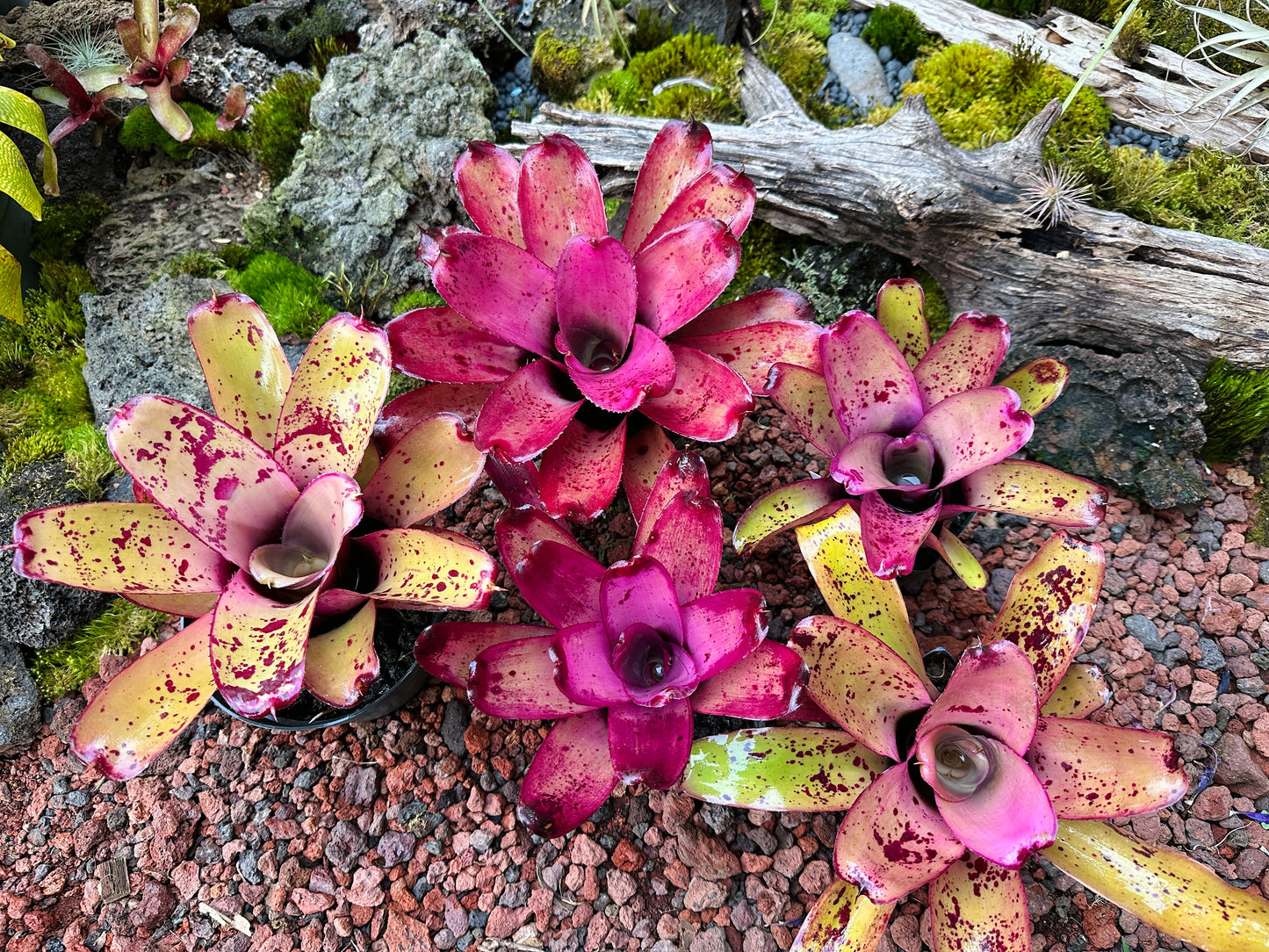 Assorted Neoregelia