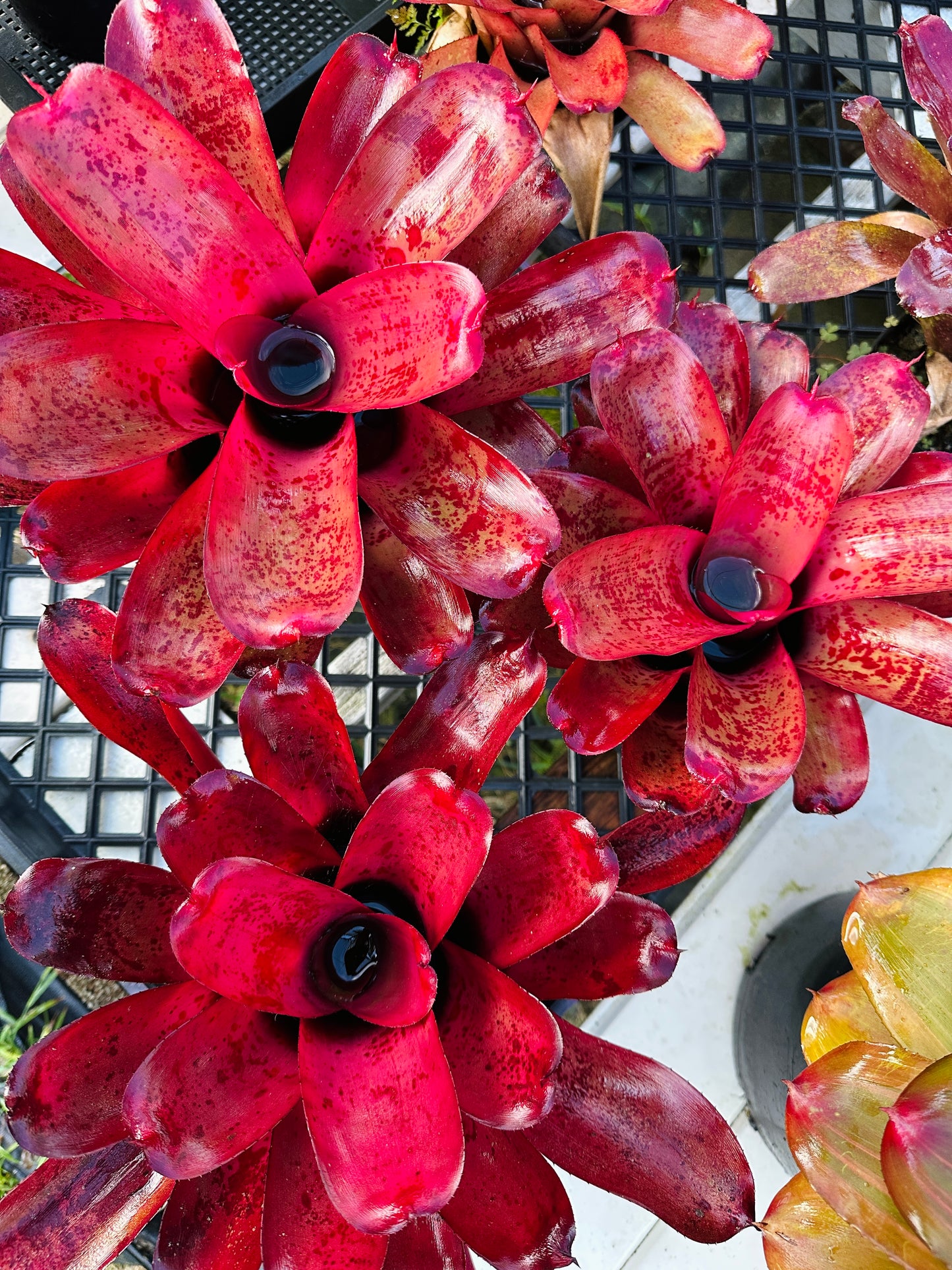 Neoregelia ‘Lana’i’