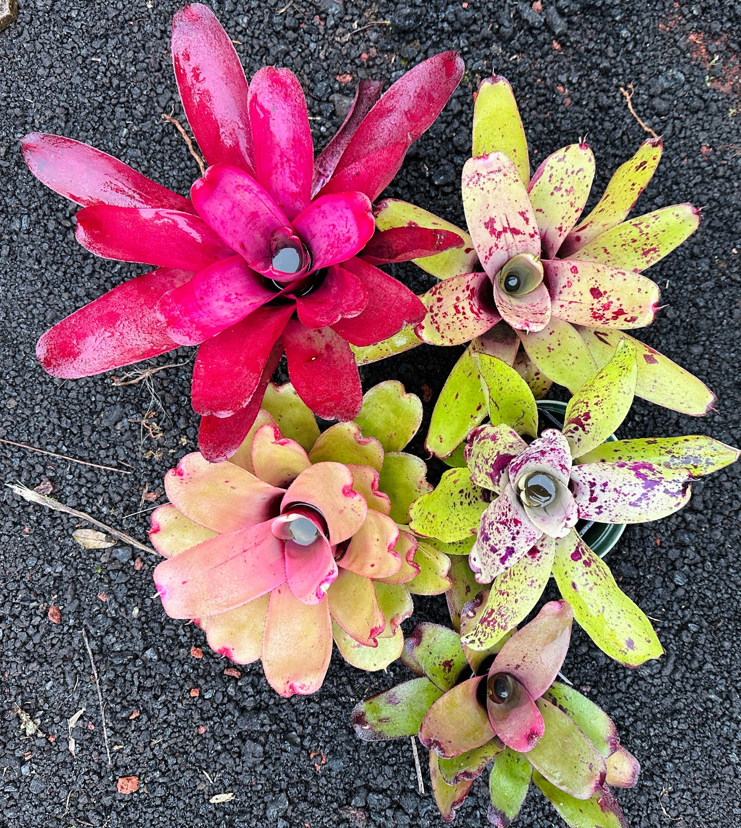 Assorted Neoregelia