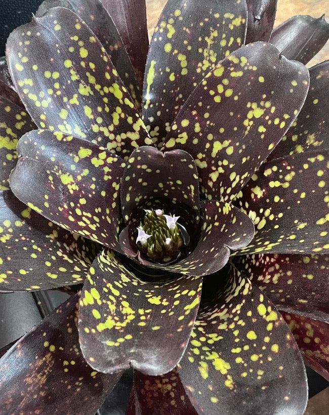 Neoregelia ‘Blueberry Muffin’ x ‘Jonathan Kajiwara’