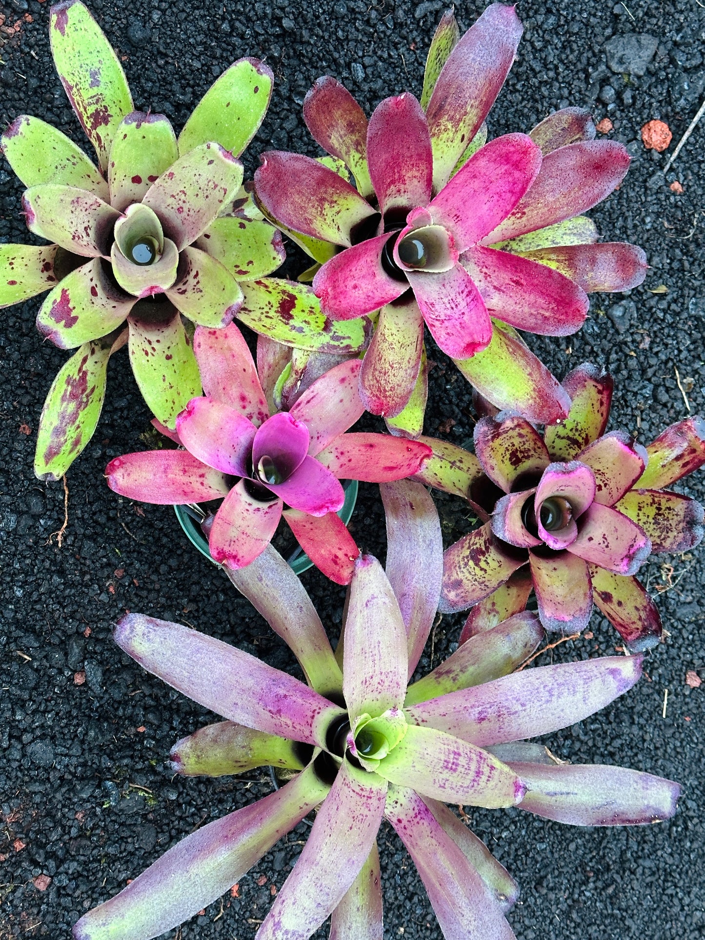 Assorted Neoregelia