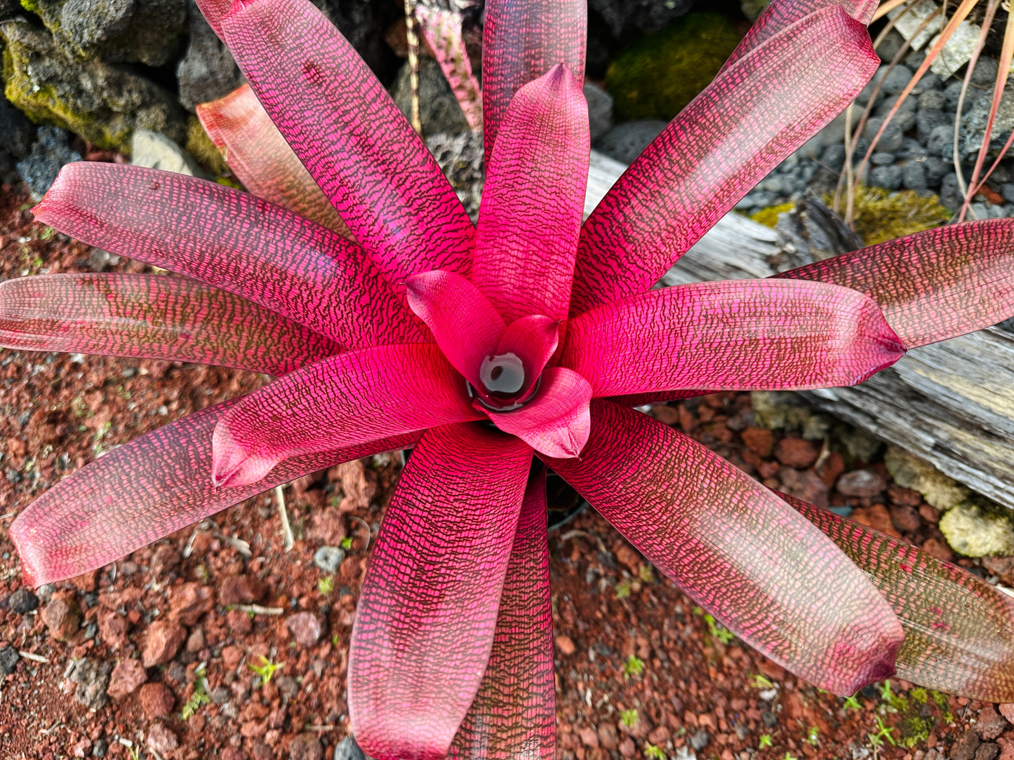 Vriesea ‘Red Samurai’ F2