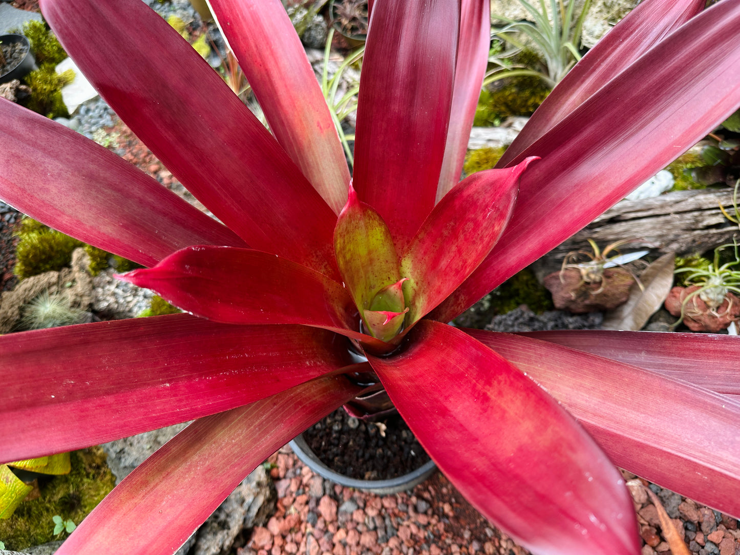 Alcantarea vinicolor ‘Hawaiian Red’