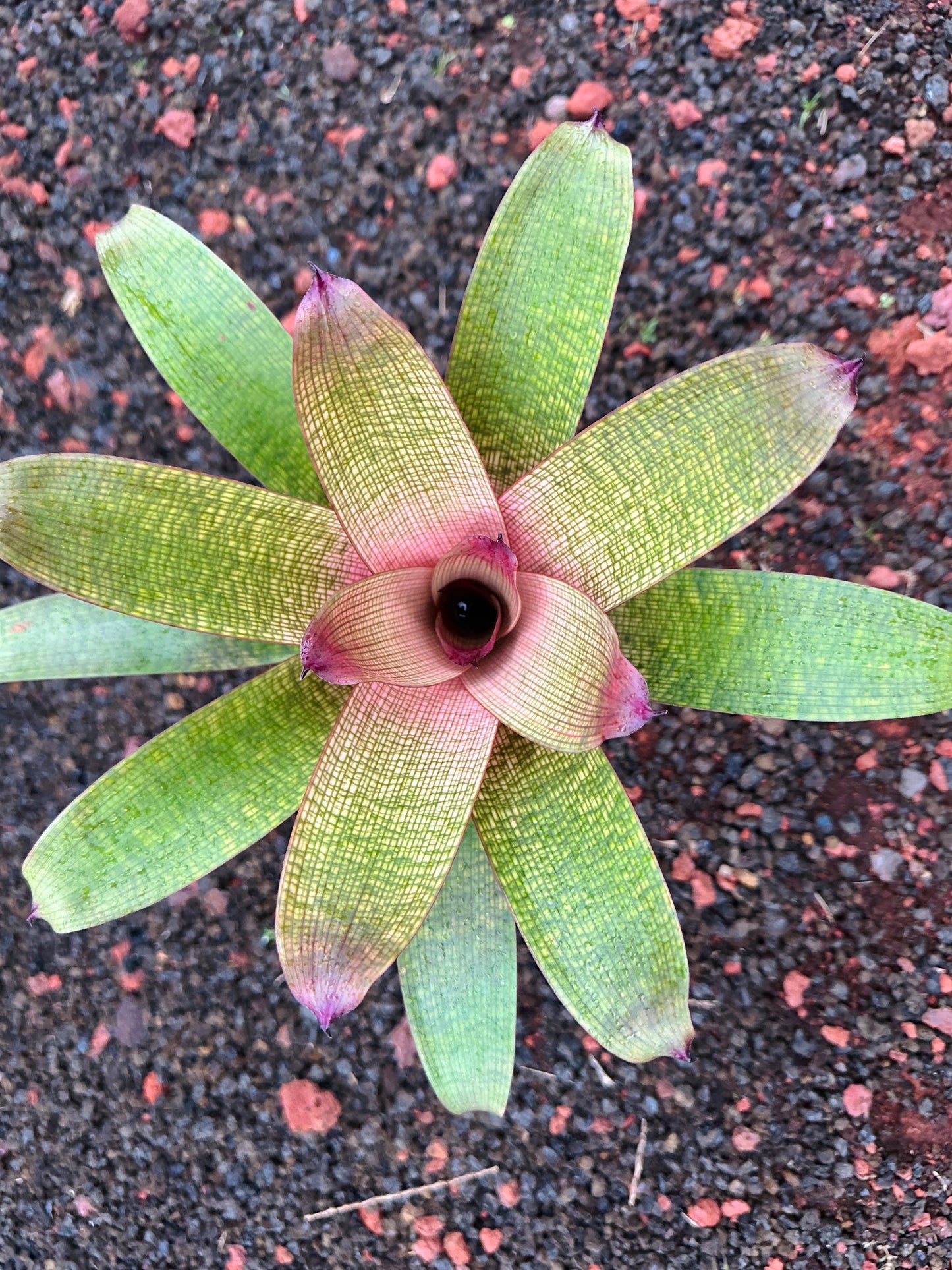 Vriesea ‘Mauna Kea’ F2