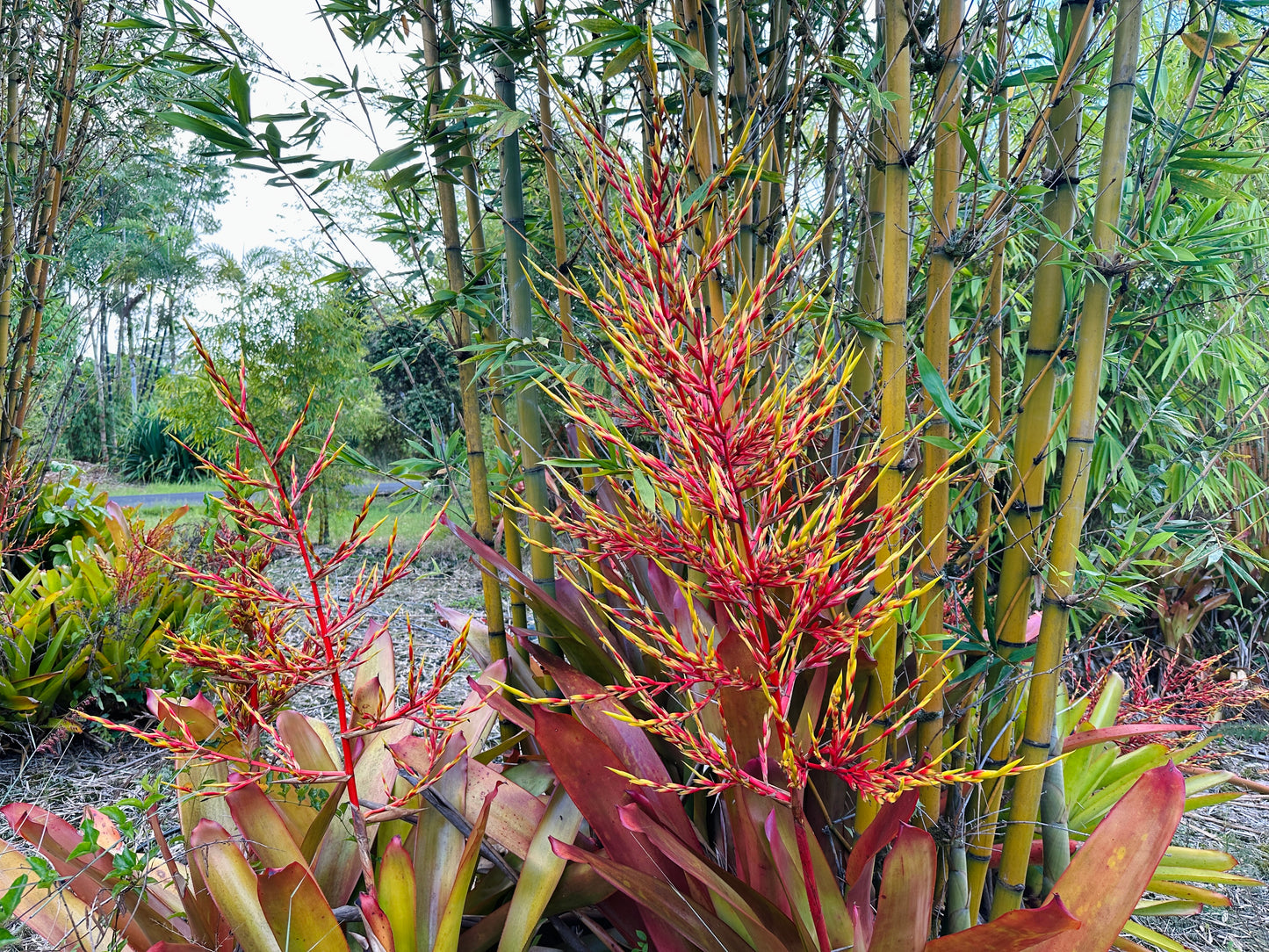 Aechmea blanchetiana