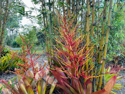 Aechmea blanchetiana