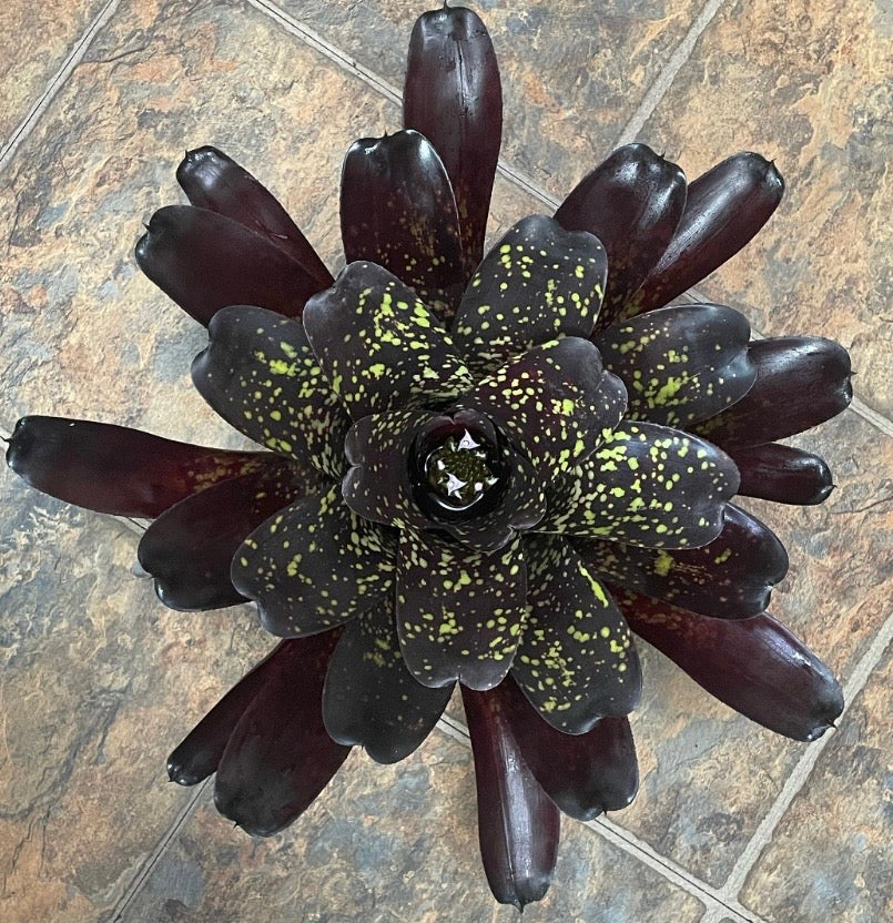 Neoregelia ‘Blueberry Muffin’ x ‘Jonathan Kajiwara’