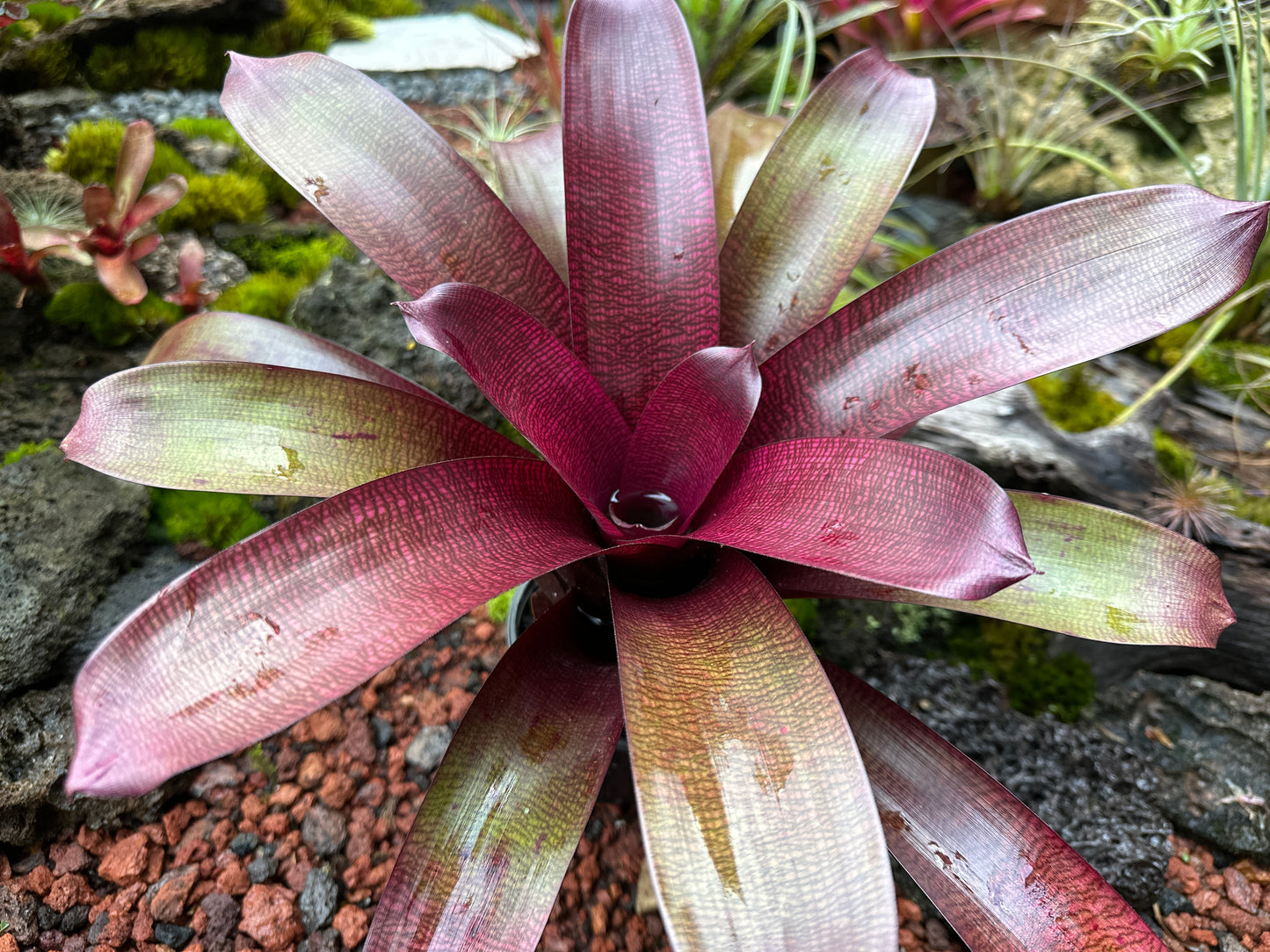 Vriesea ‘Dark Ninja’