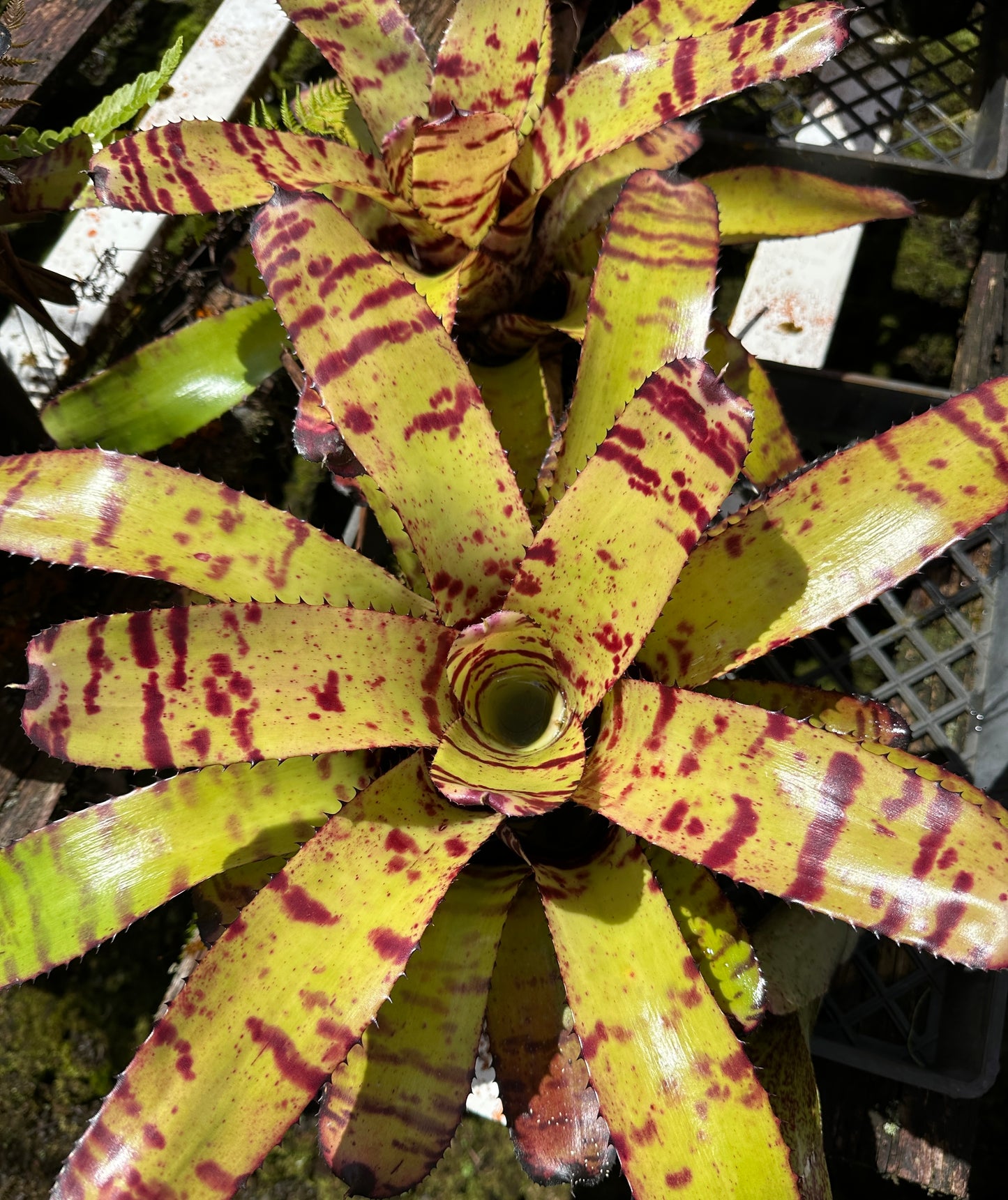 Neoregelia Carcharodon Tiger x ornato