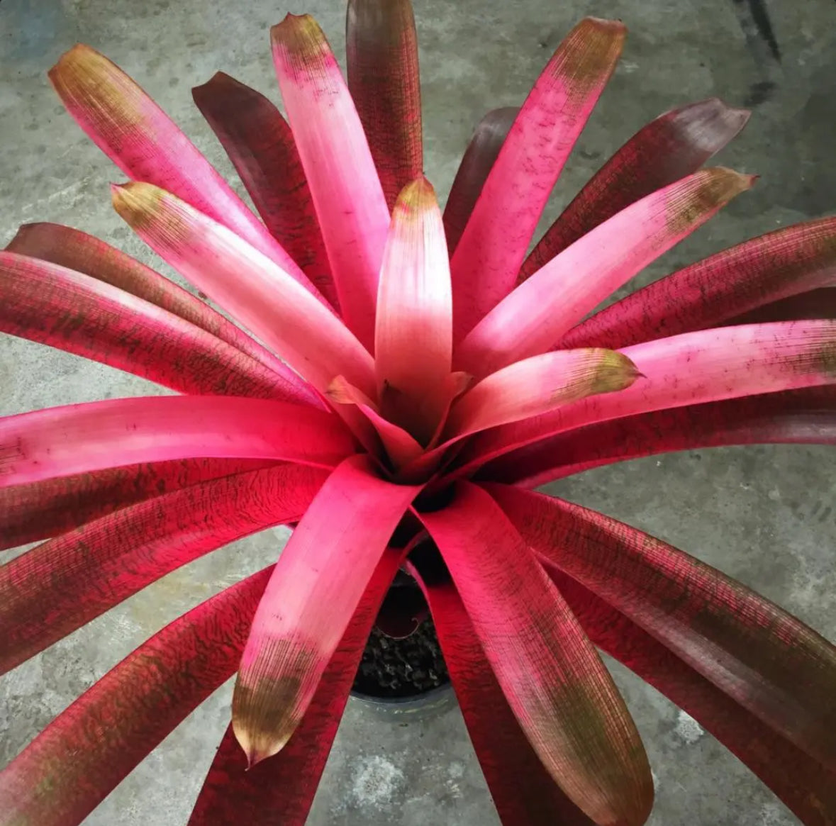 Vriesea ‘Hawaiian Goddess’