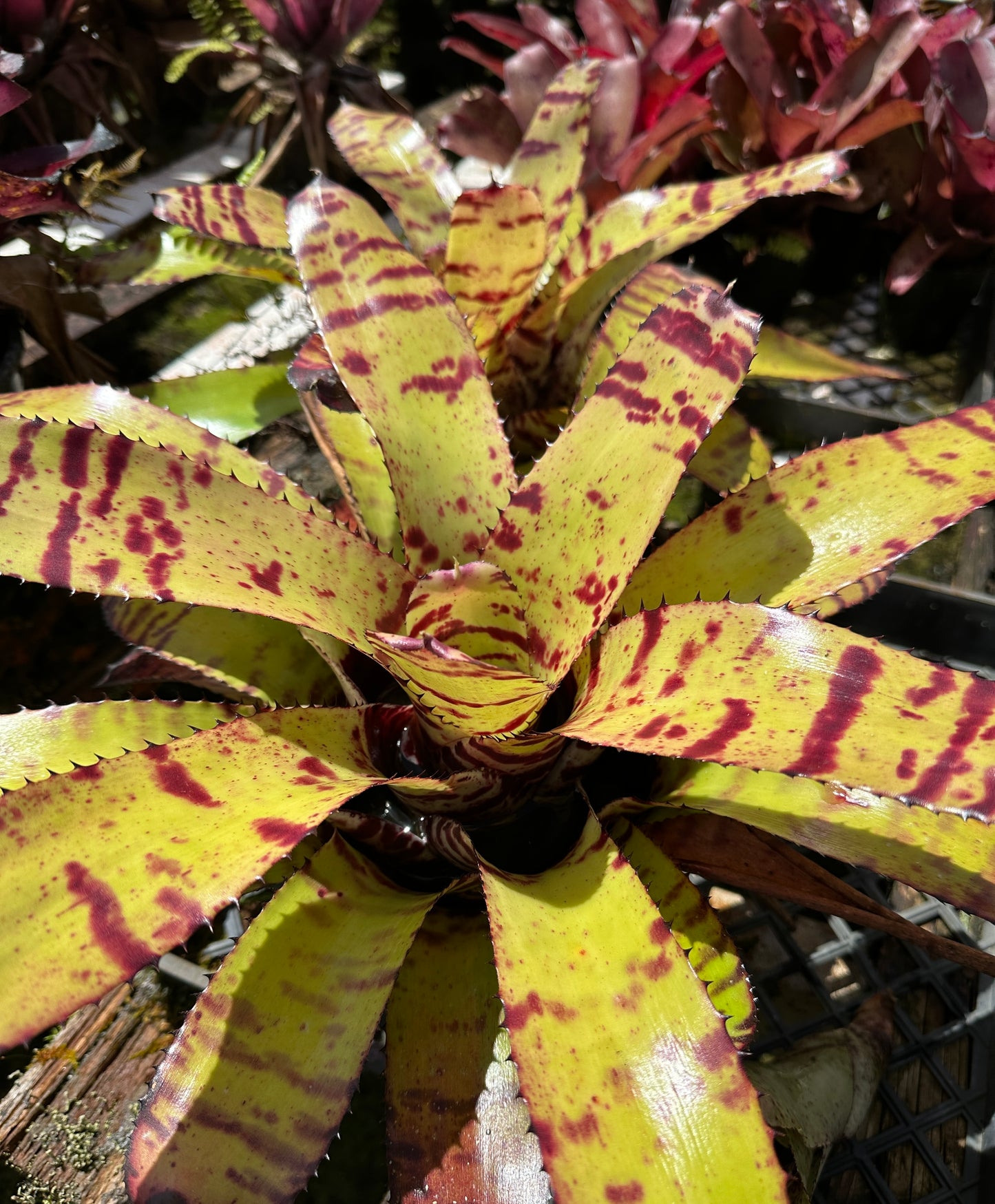 Neoregelia Carcharodon Tiger x ornato