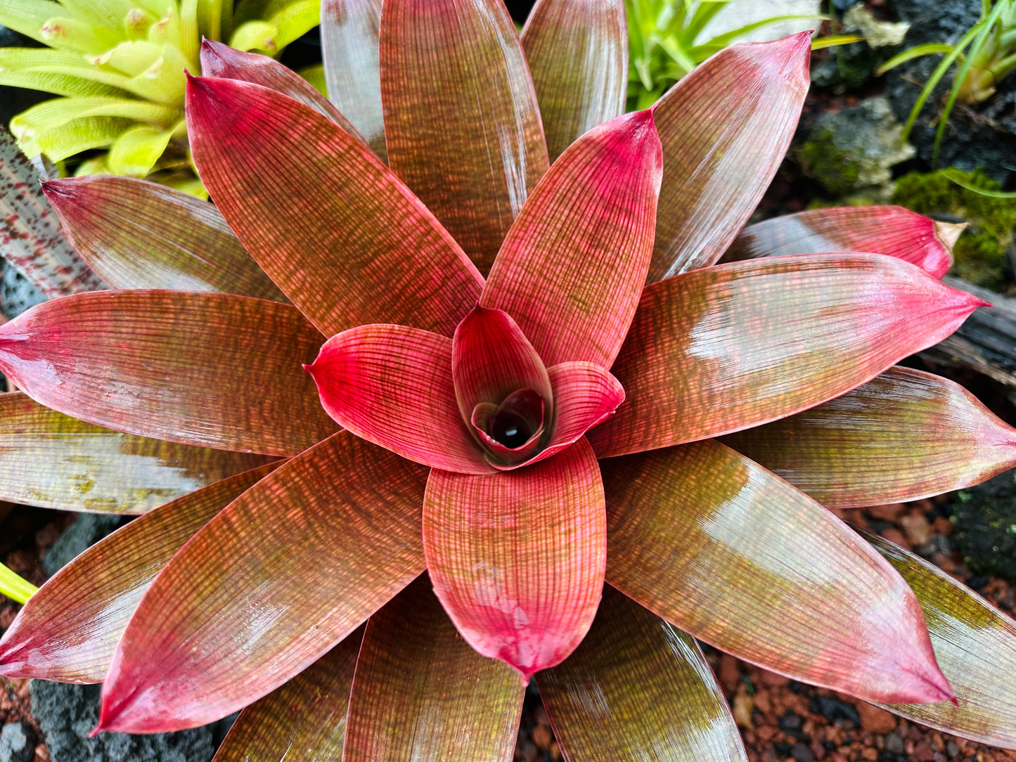 Vriesea ‘Ku’ulei’ cv. ‘Ula’ula