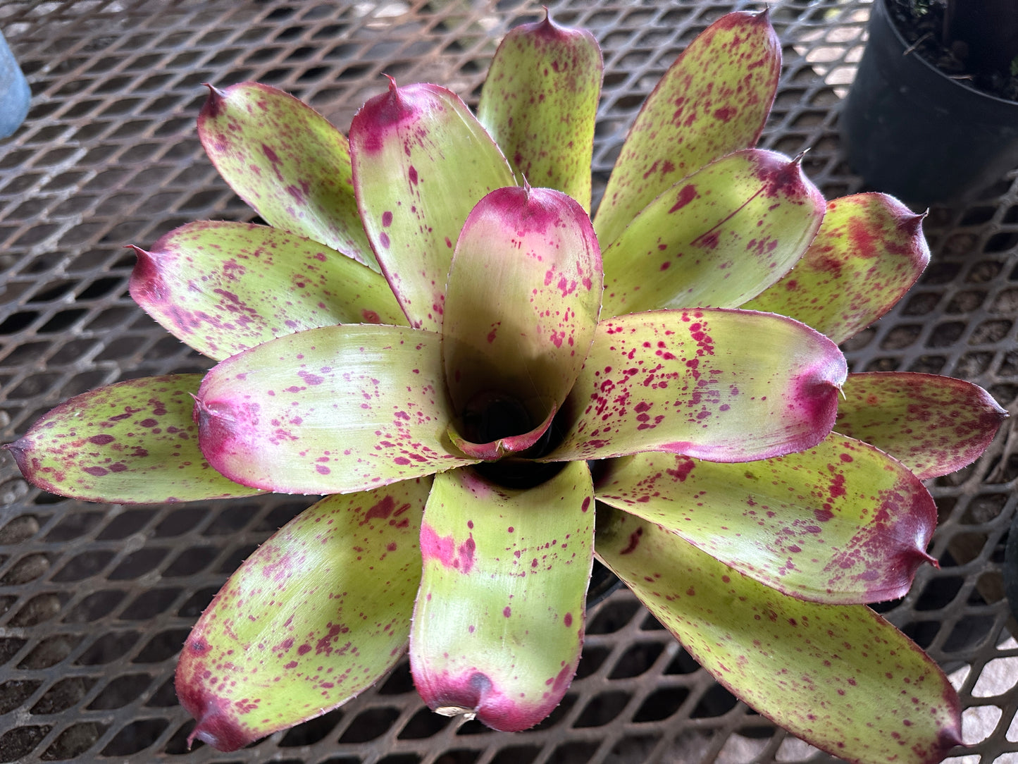 Neoregelia ‘Princess Annique’