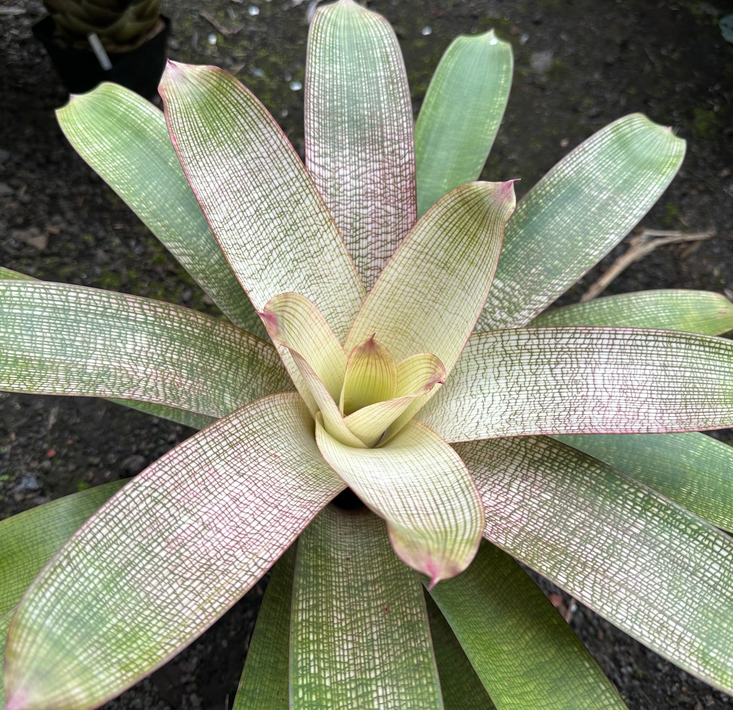 Vriesea ‘Hawaiian Pink Lady’ F2