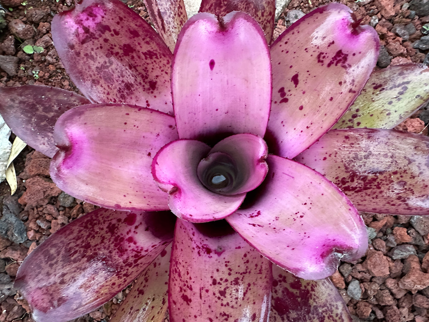 Neoregelia ‘Hawaiian Rainforest’