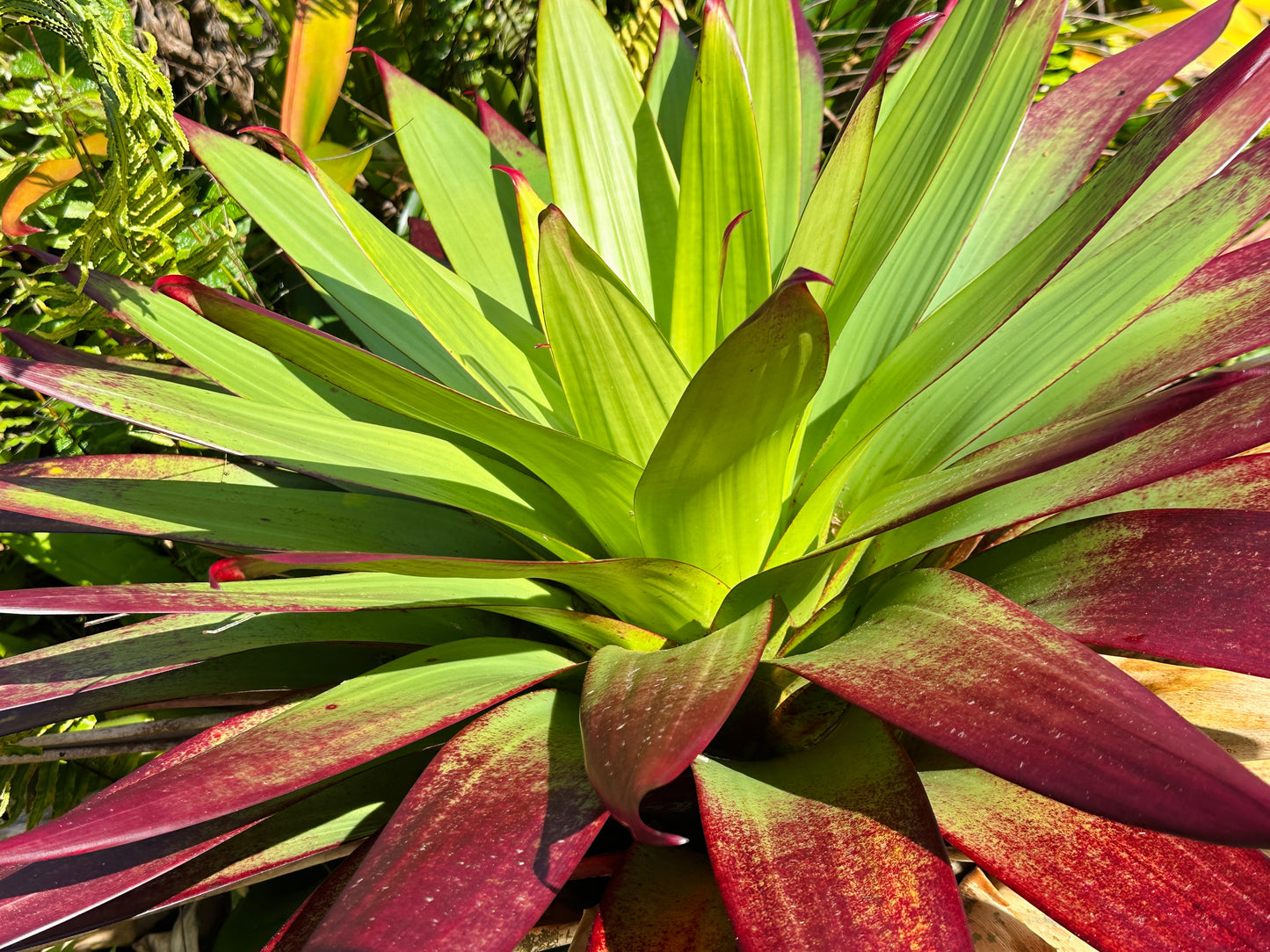 Alcantarea vinicolor