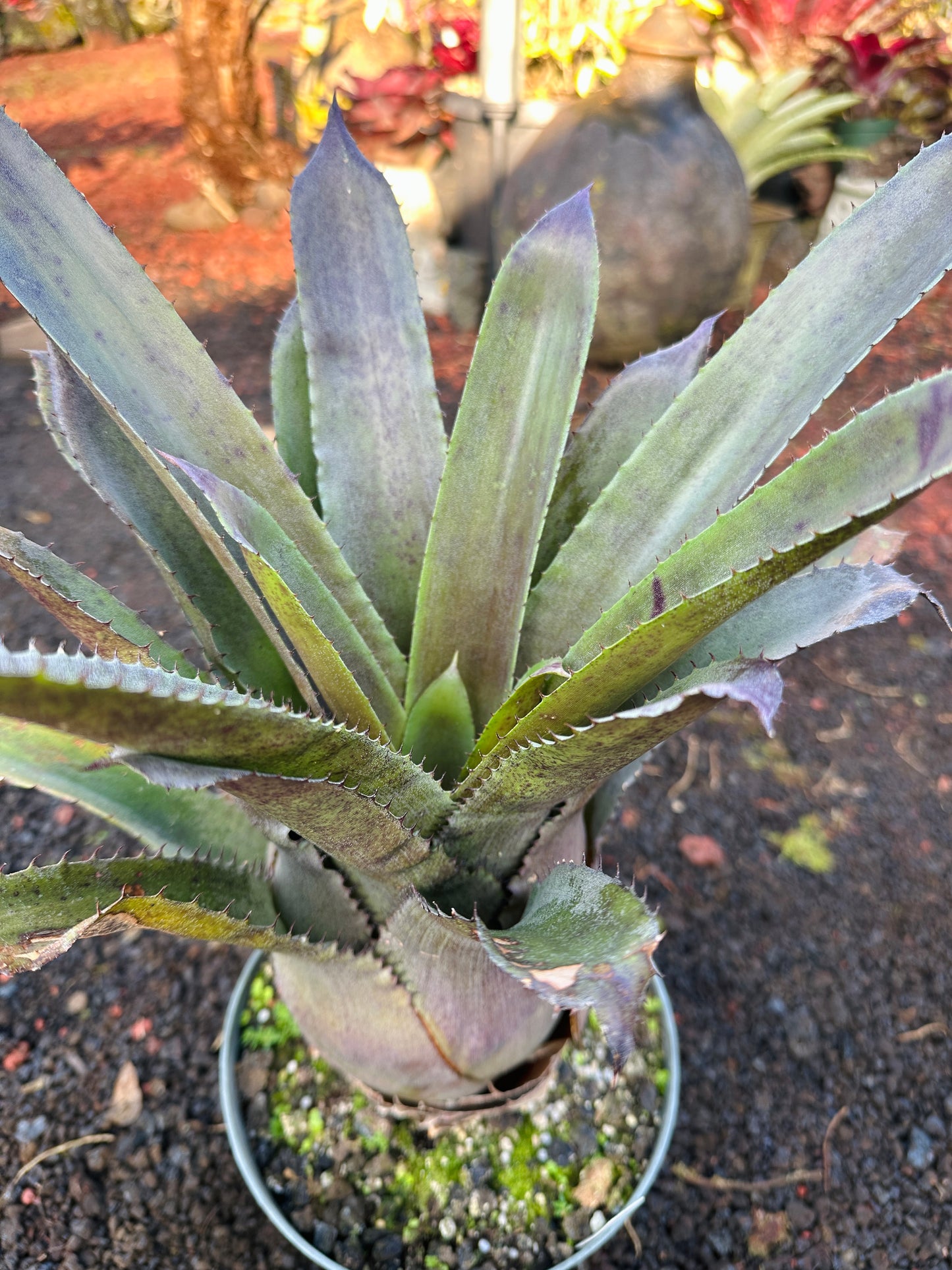 Hohenbergia ‘Goblet’