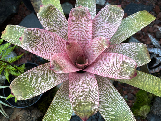 Vriesea ‘Misao’ F2