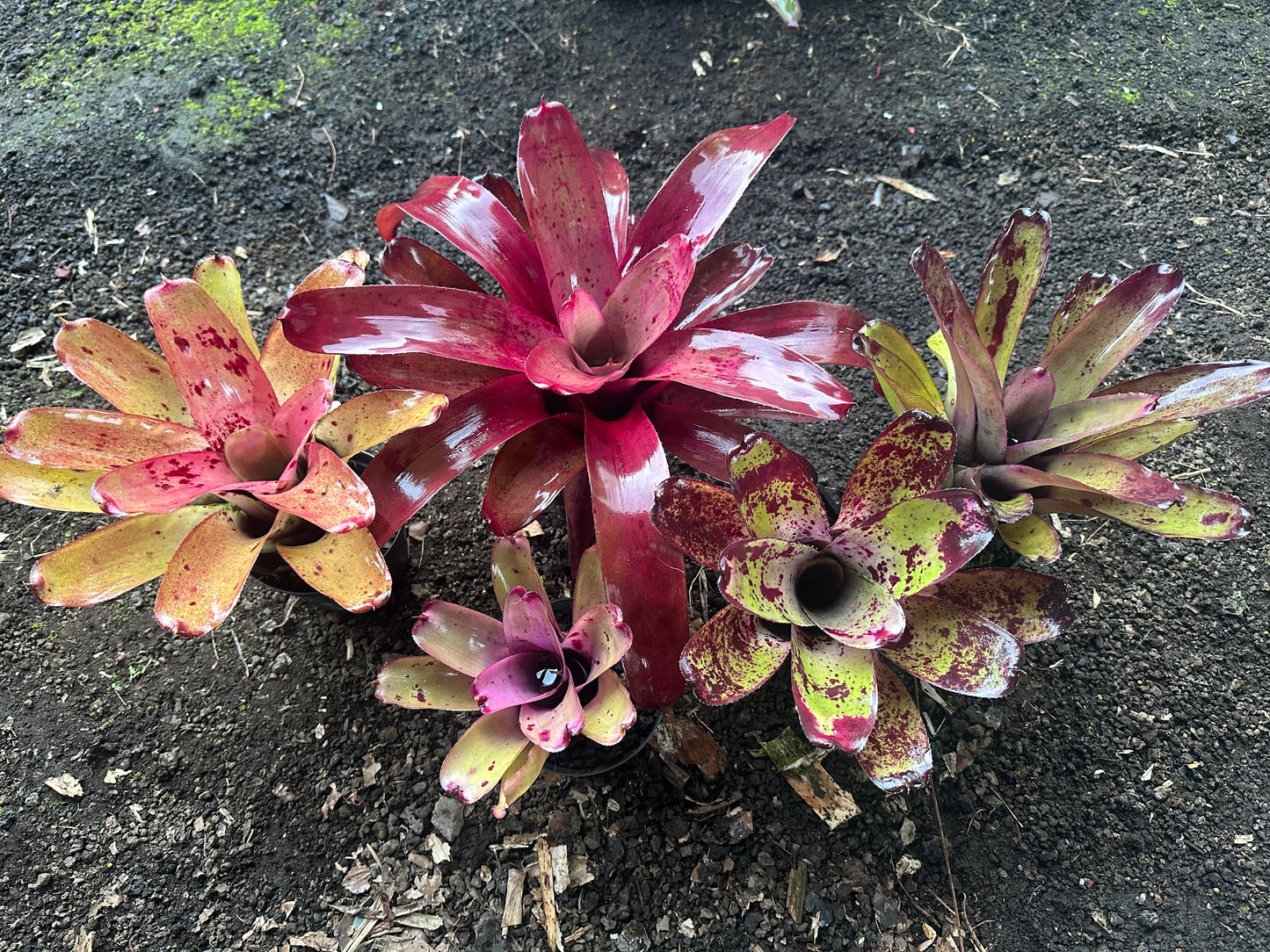 Assorted Neoregelia