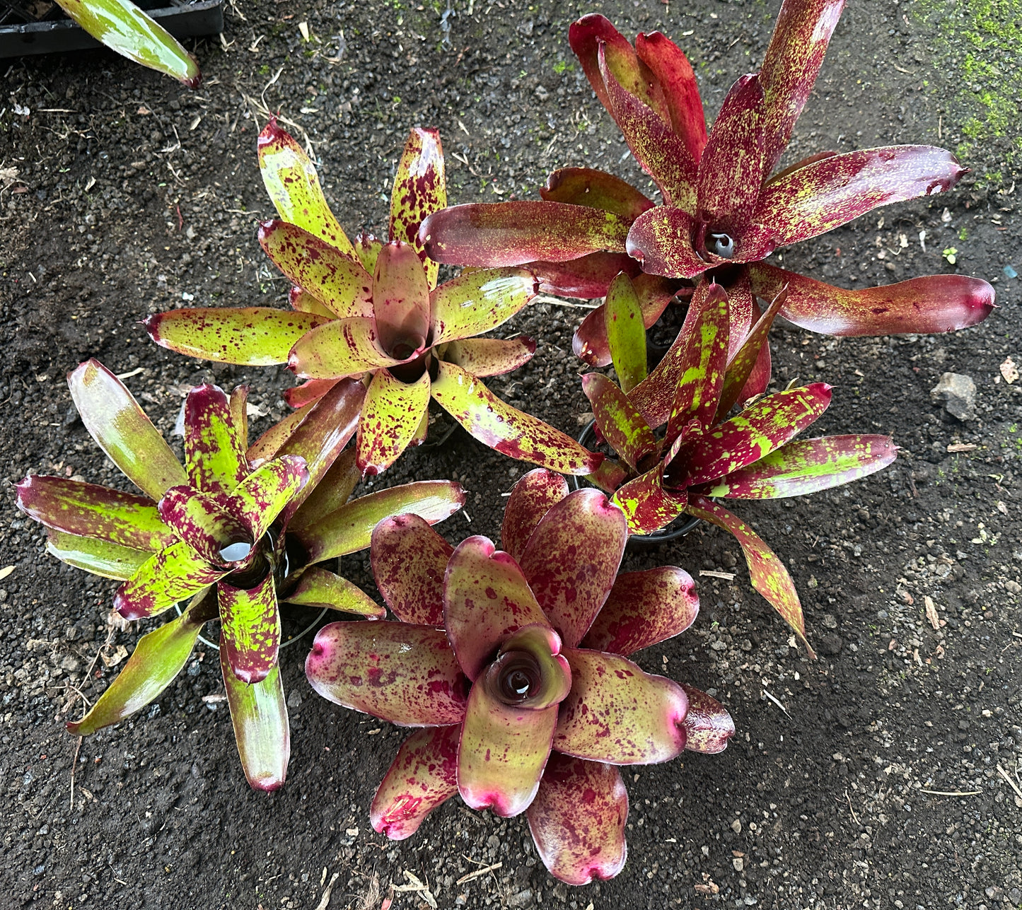 Assorted Neoregelia