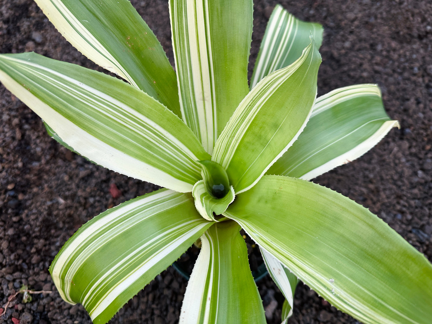 Nidularium innocentii