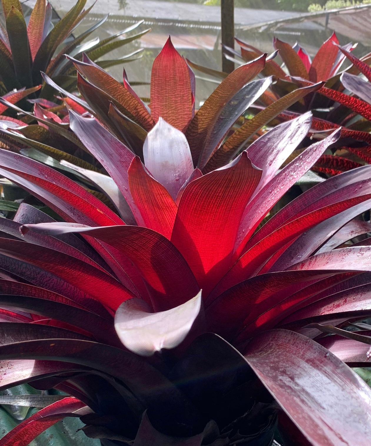 Vriesea ‘Red Dragon’