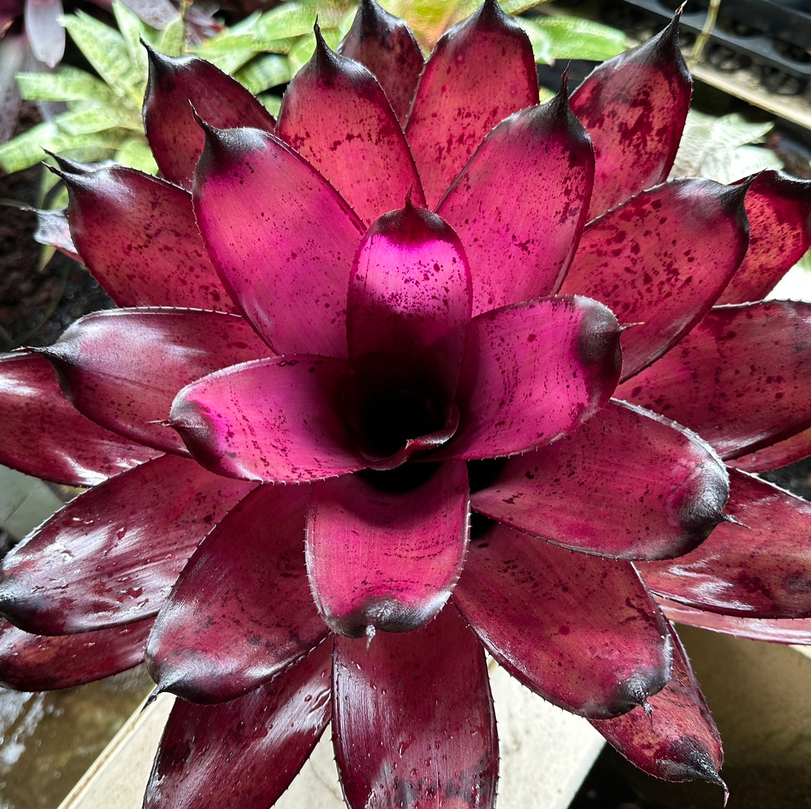 Neoregelia ‘Pahoa Days’