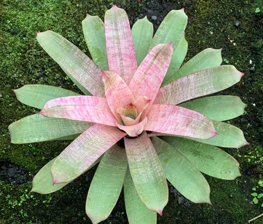 Vriesea ‘Kaumana’ pink x ‘Sakurai’