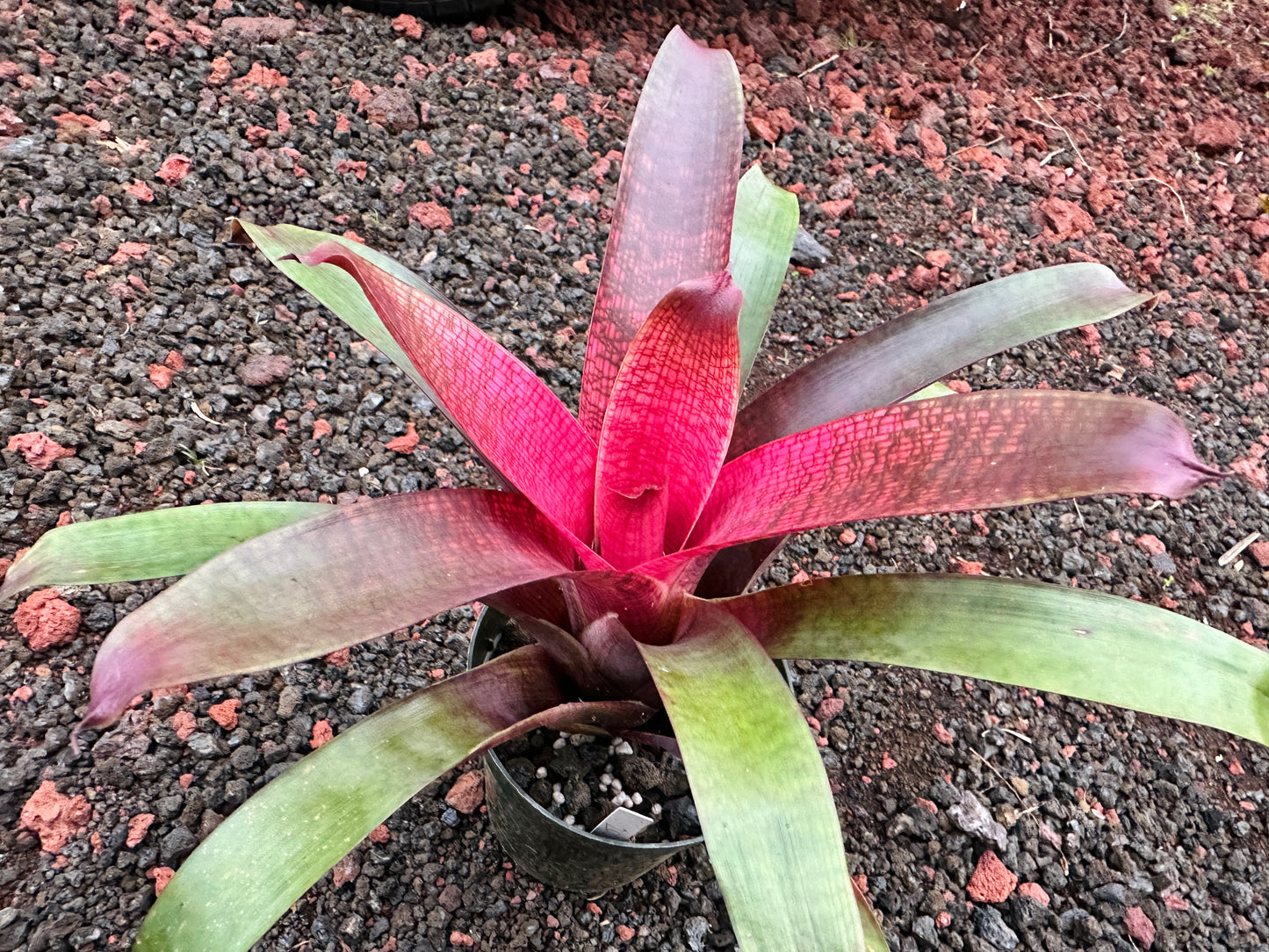 Vriesea ‘Kelci Shiigi’ F2