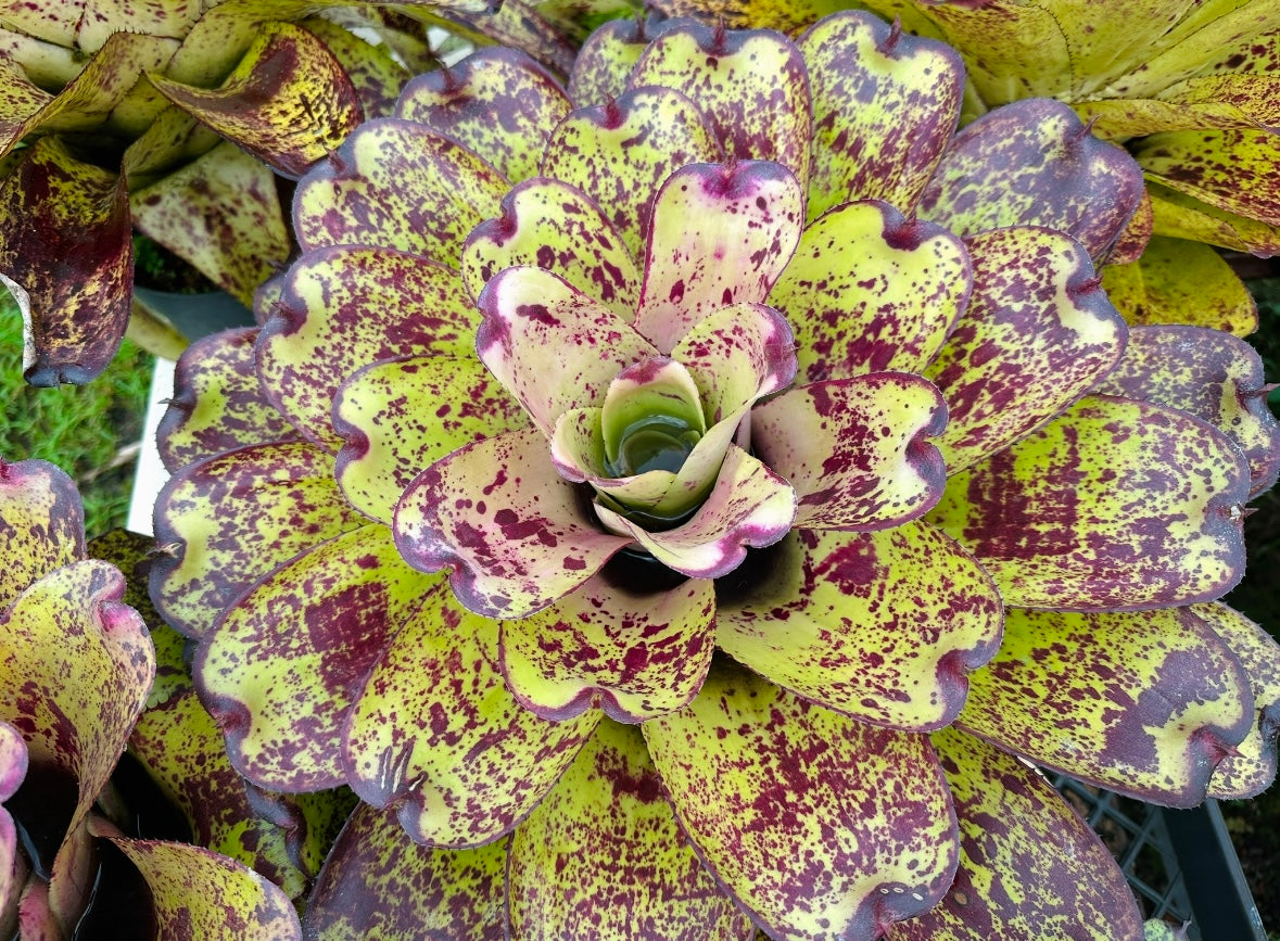 Neoregelia ‘Hawaiian Starlight’