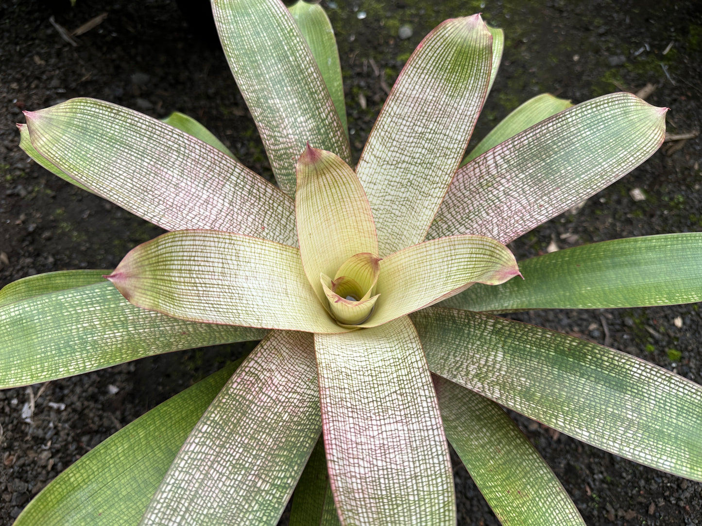 Vriesea ‘Hawaiian Pink Lady’ F2