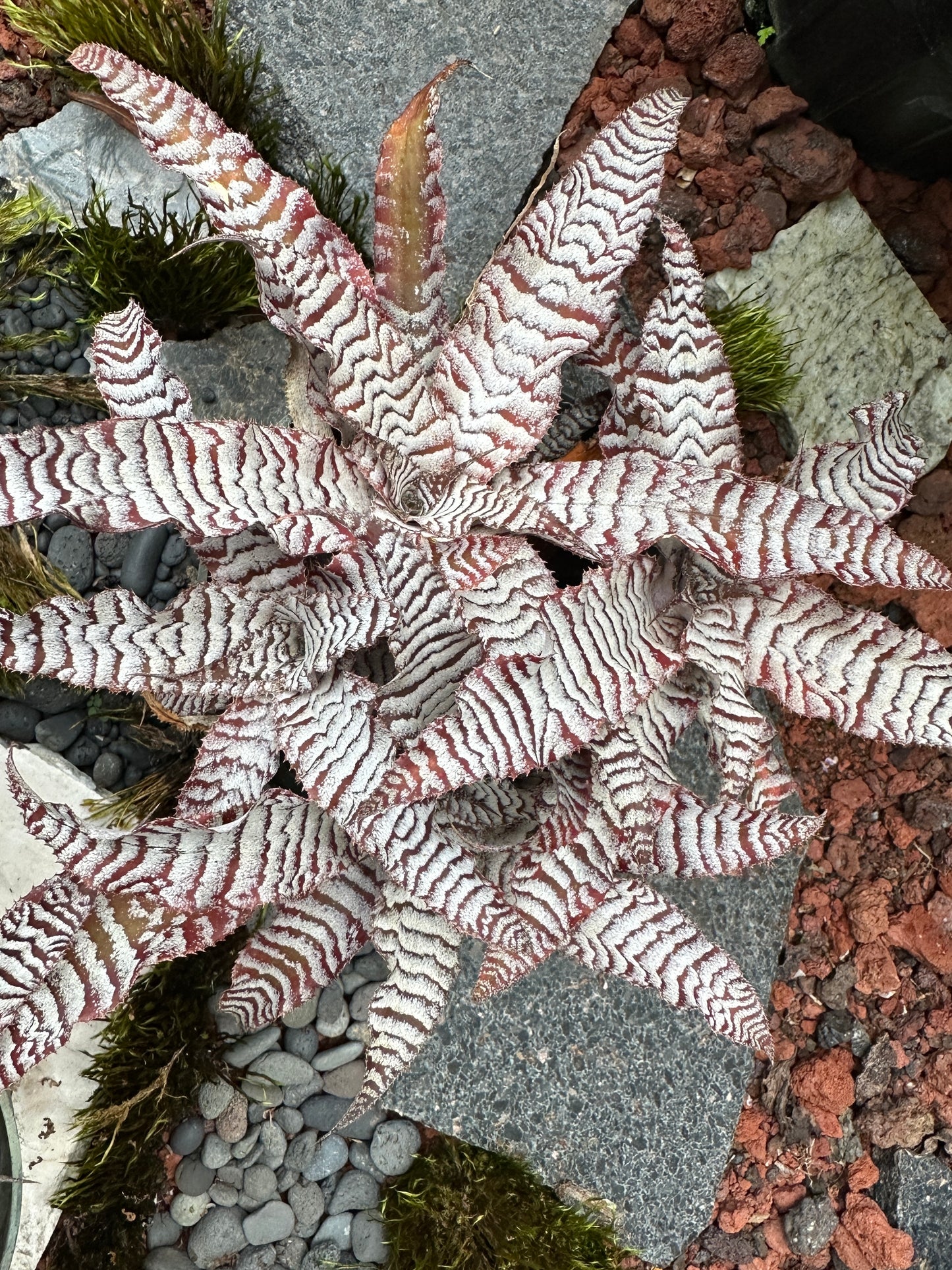 Cryptanthus Absolute Zero
