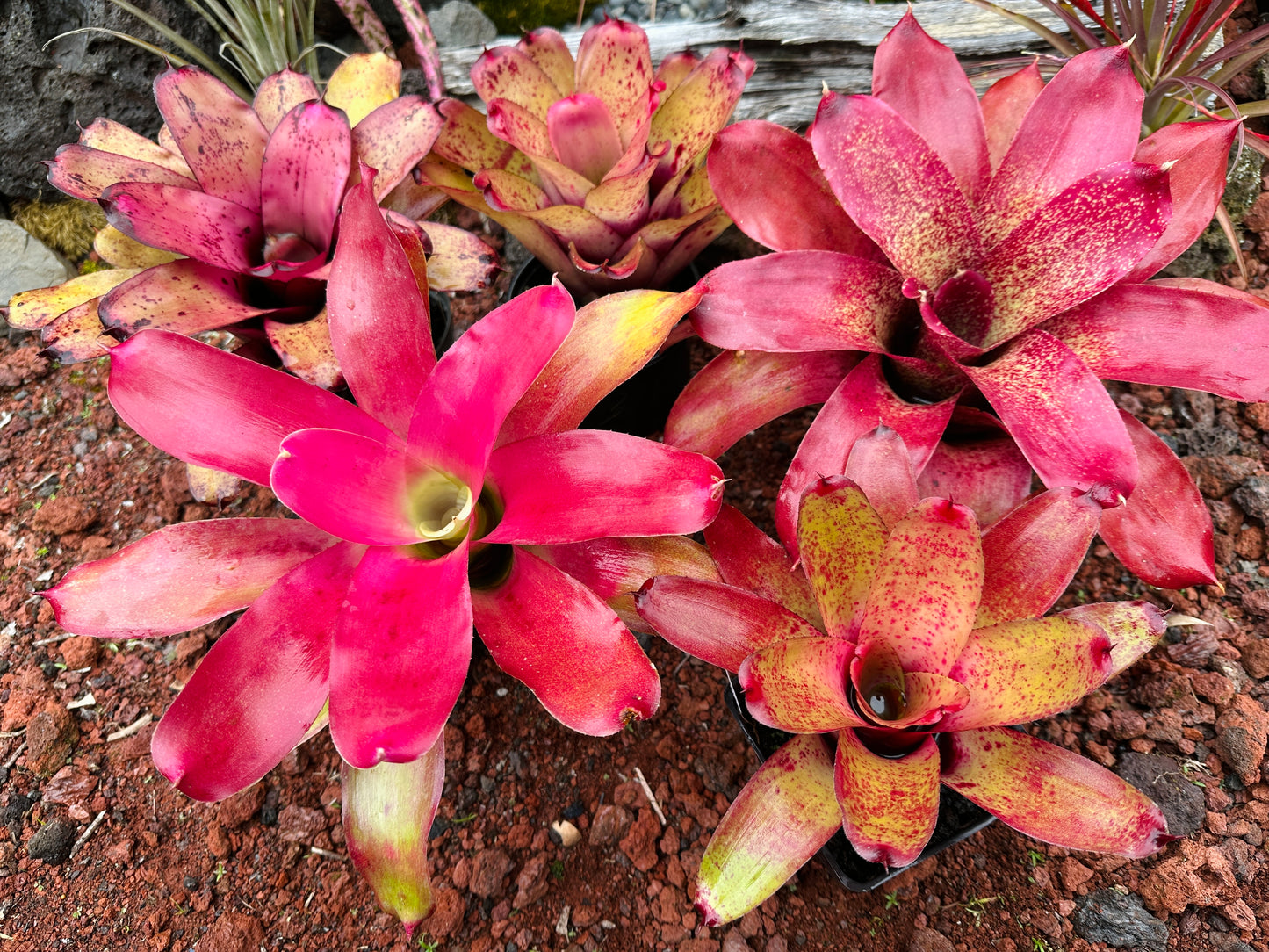 Assorted Neoregelia
