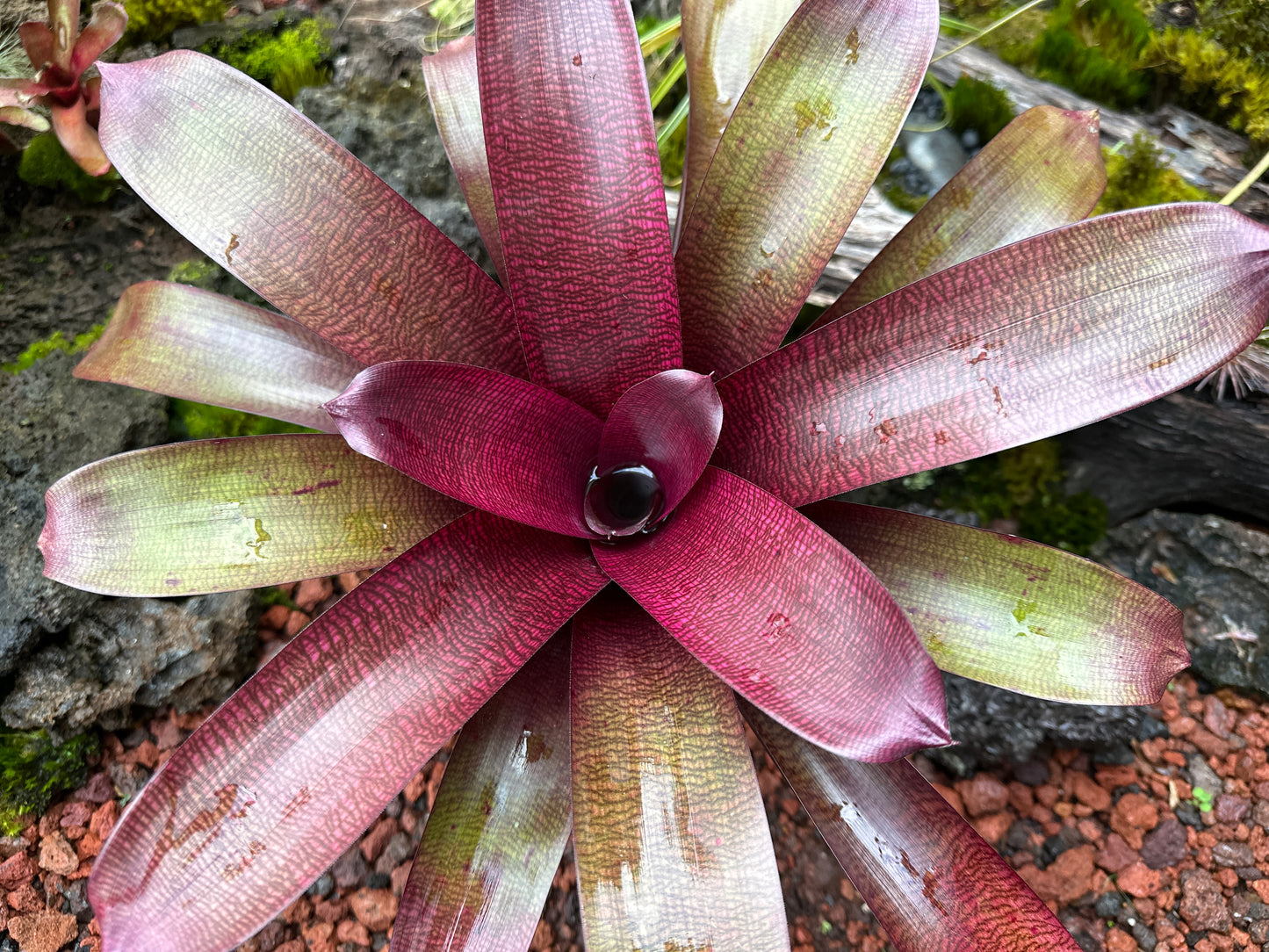 Vriesea ‘Dark Ninja’