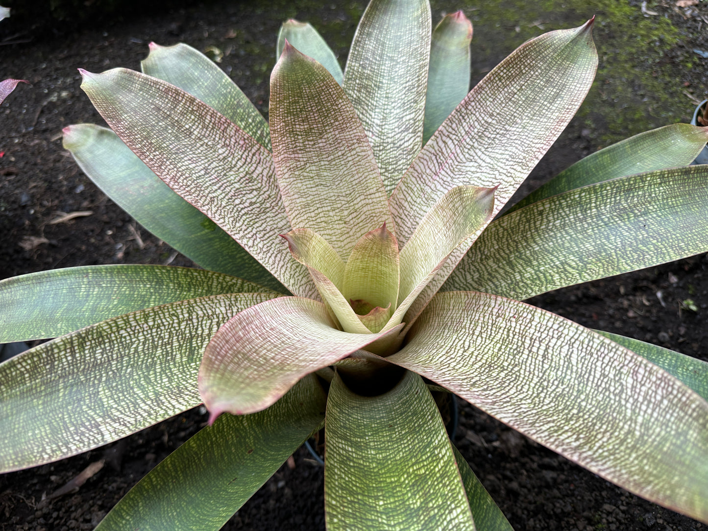Vriesea ‘Kiku’ x ‘White Lighting’