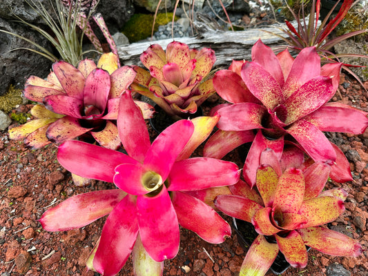 Assorted Neoregelia