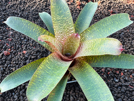 Vriesea ‘Patrice’ x ‘Tokyo Dawn’