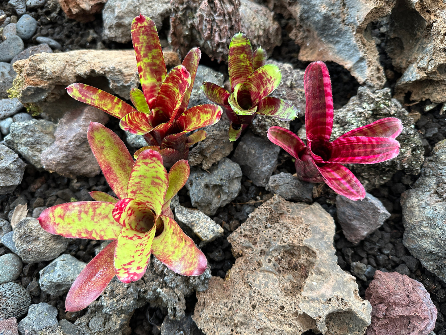 Assorted Neoregelia Minis