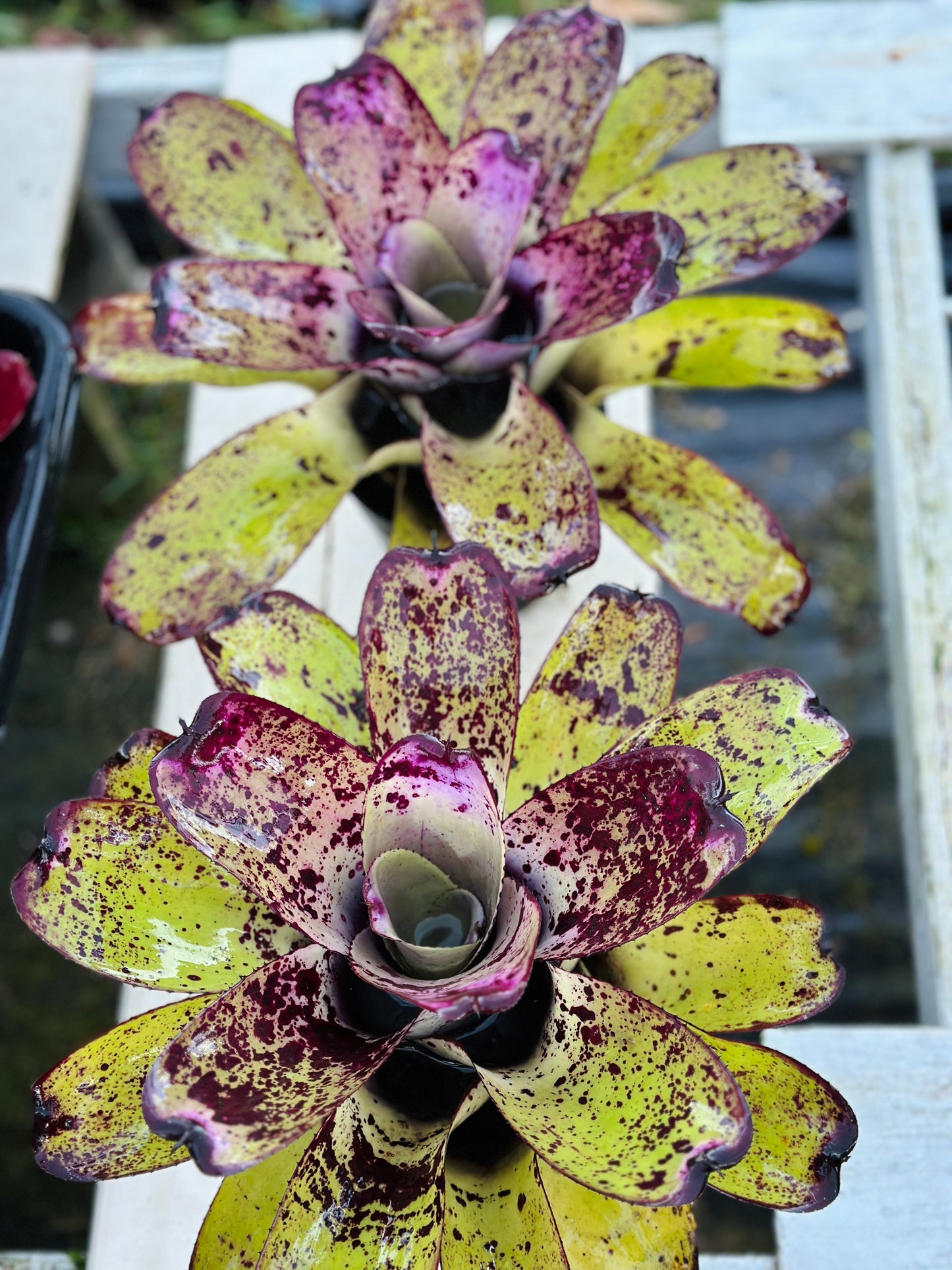 Neoregelia ‘Royanne’