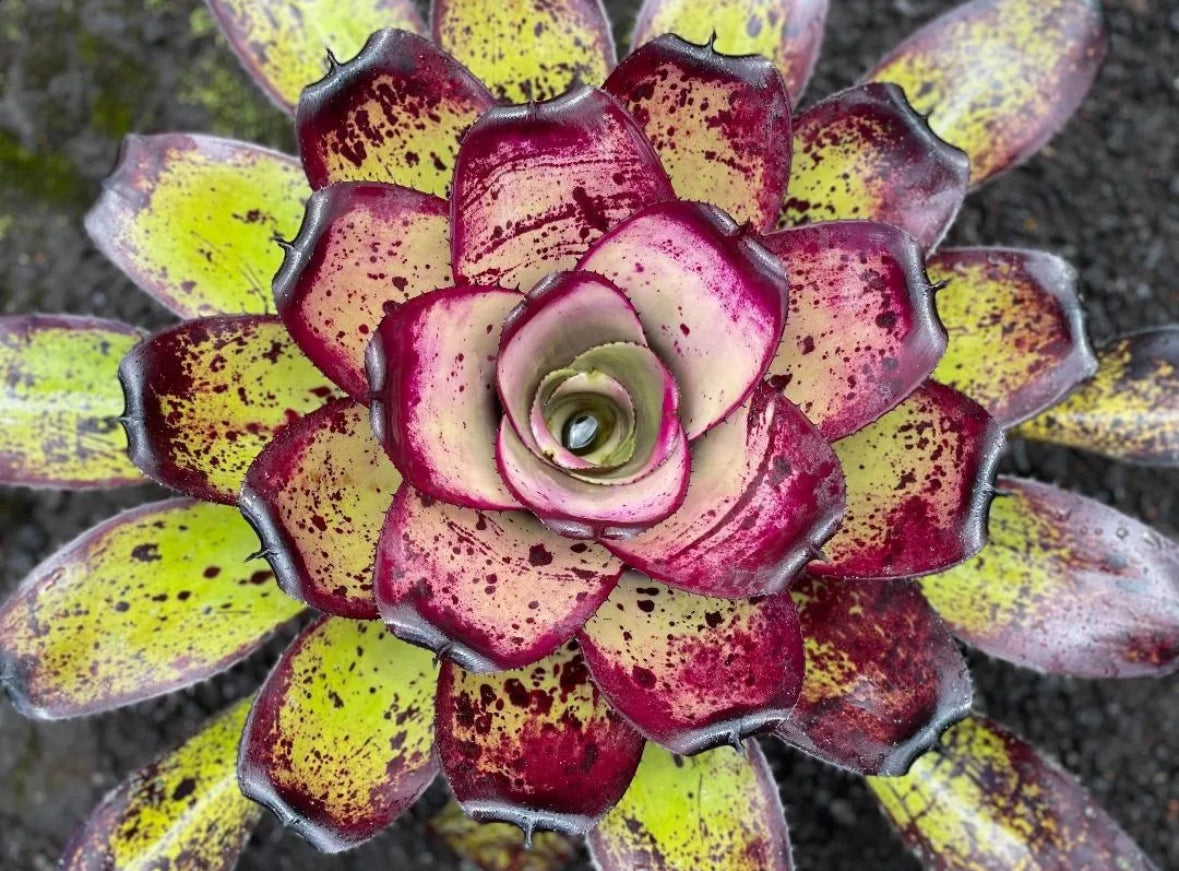 Neoregelia ‘Hawaiian Warrior’